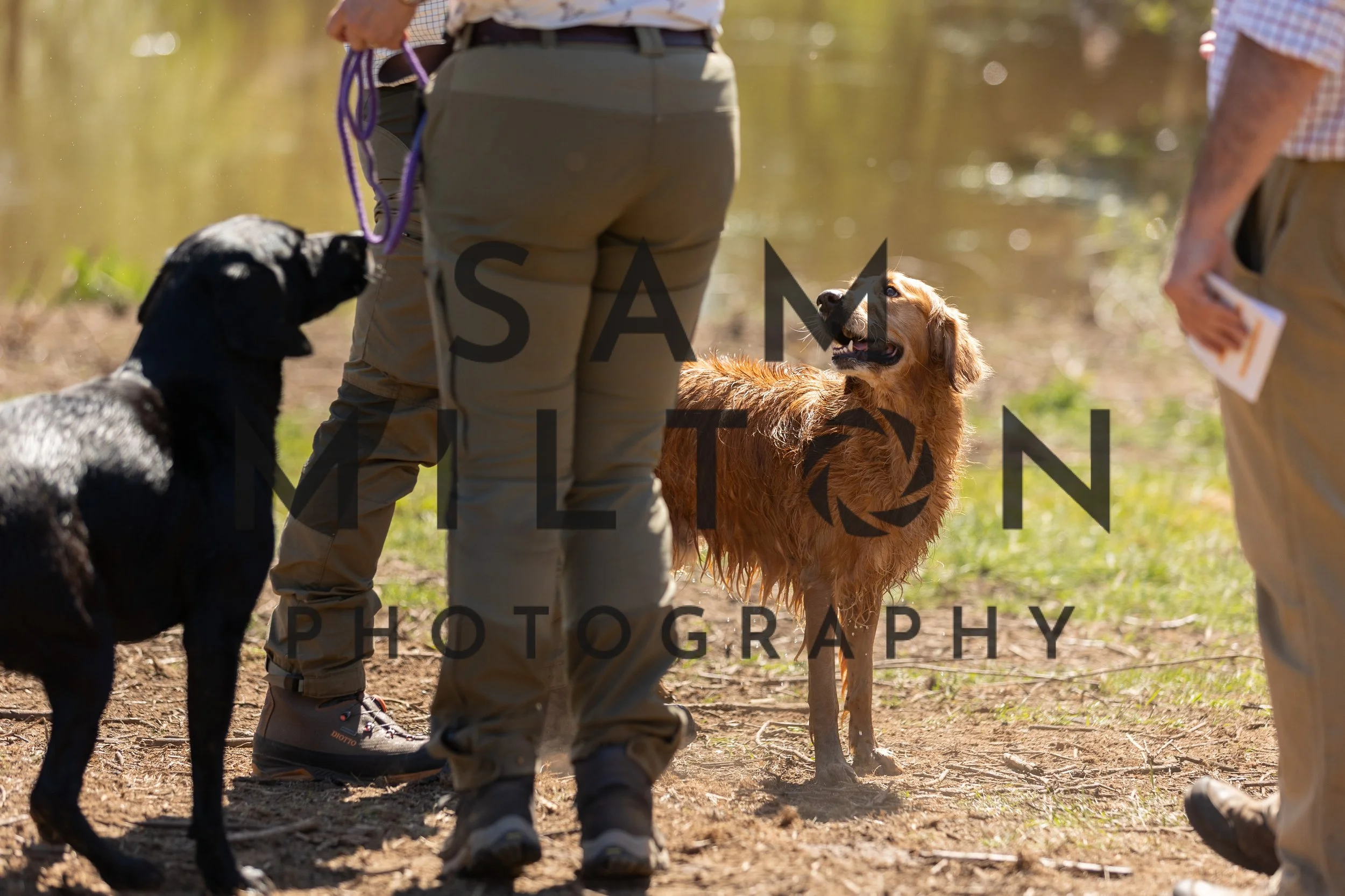 Gun Dog Challenge-389.jpg