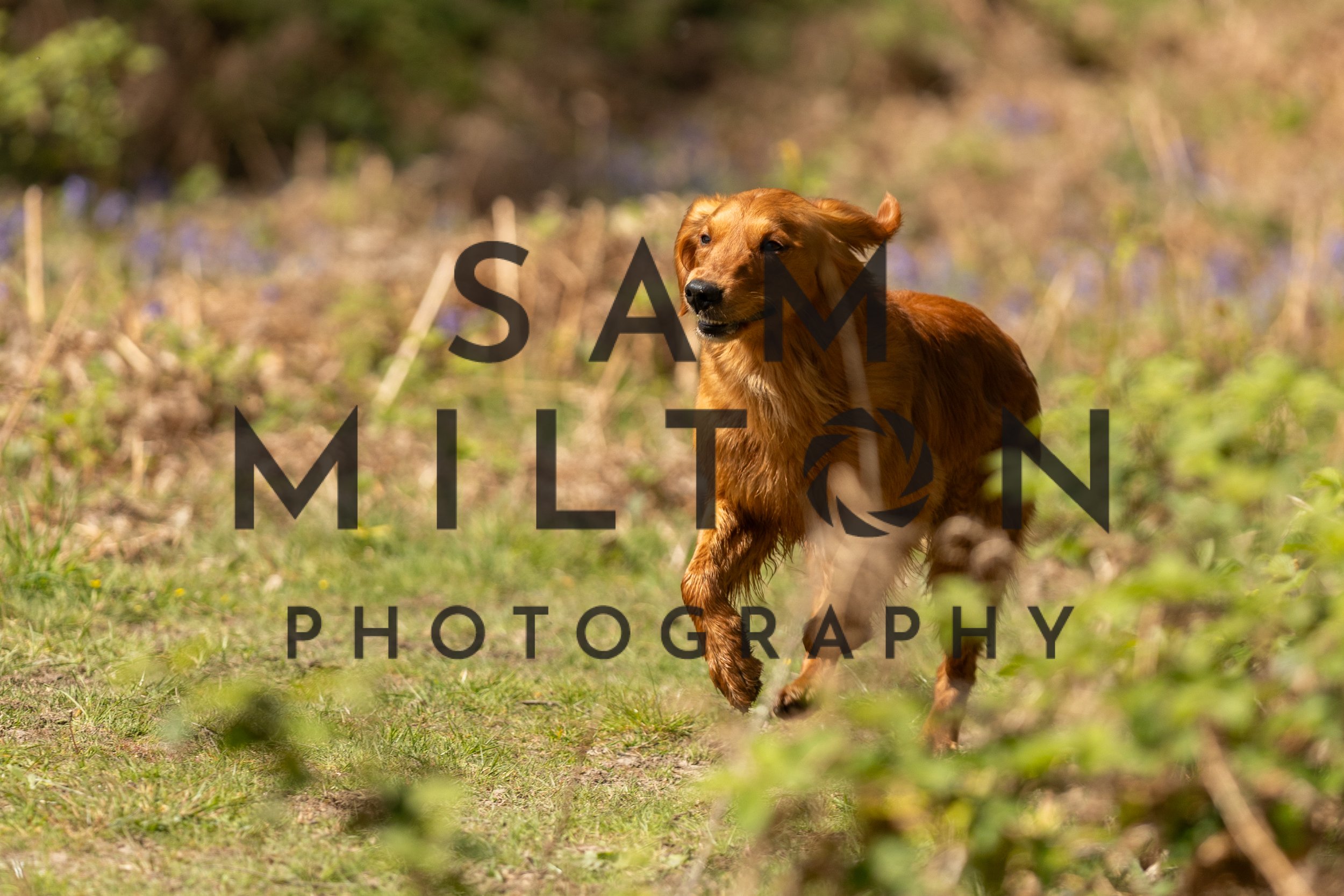 Gun Dog Challenge-324.jpg