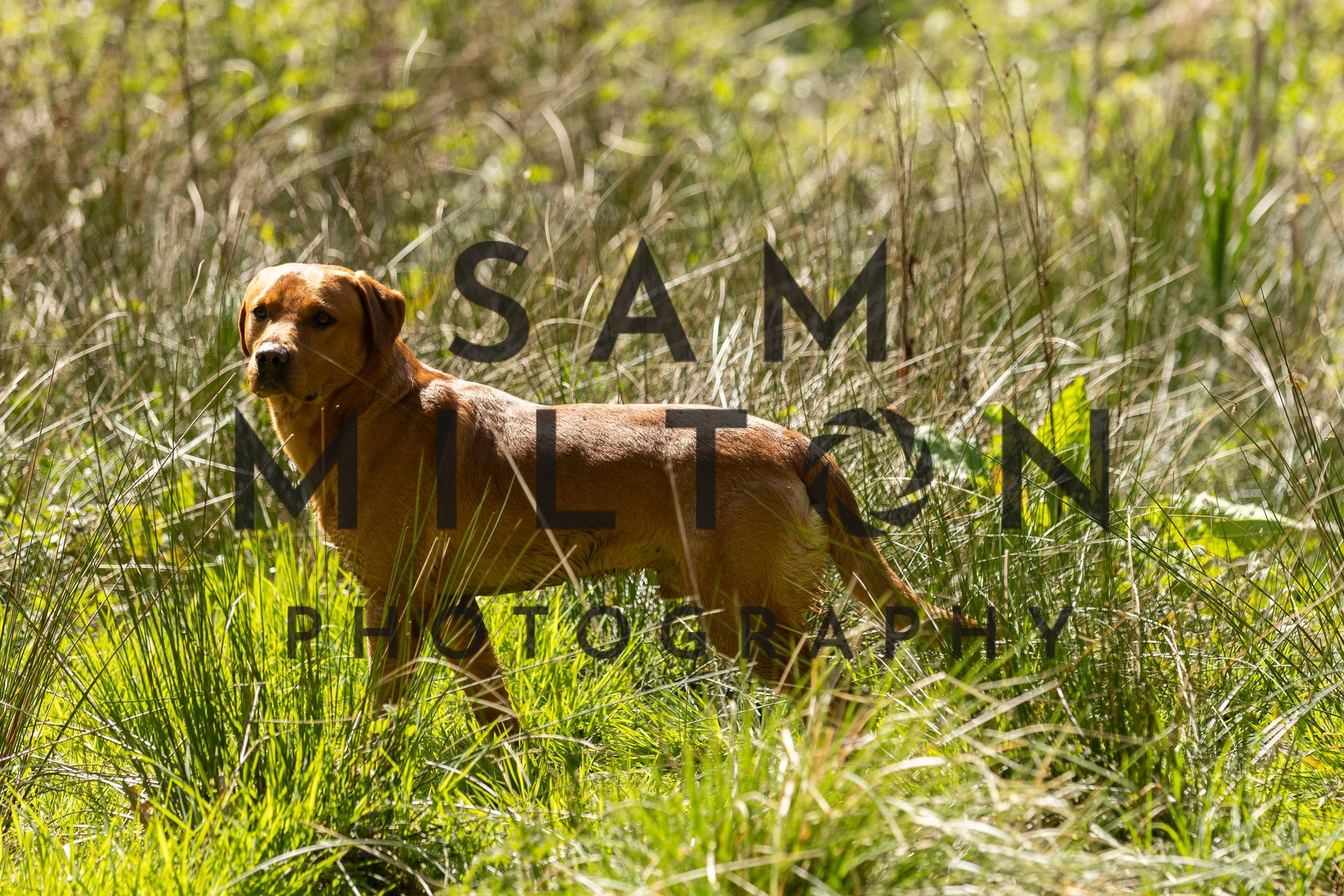 Gun Dog Challenge-264.jpg