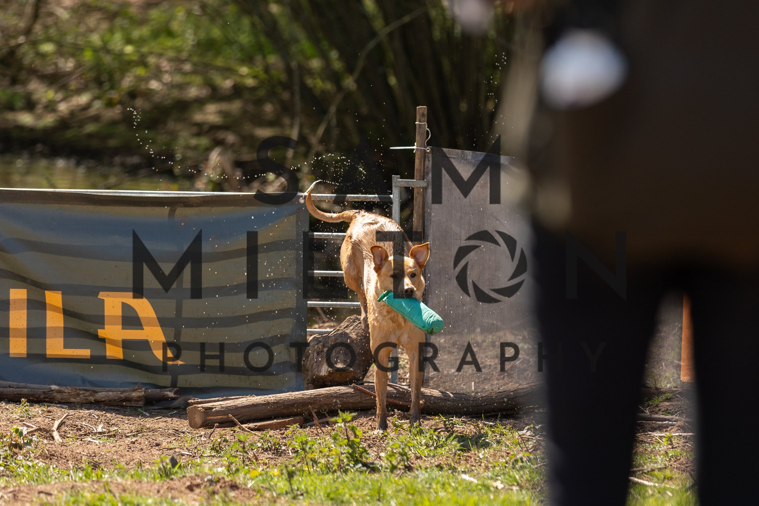 Gun Dog Challenge-343.jpg