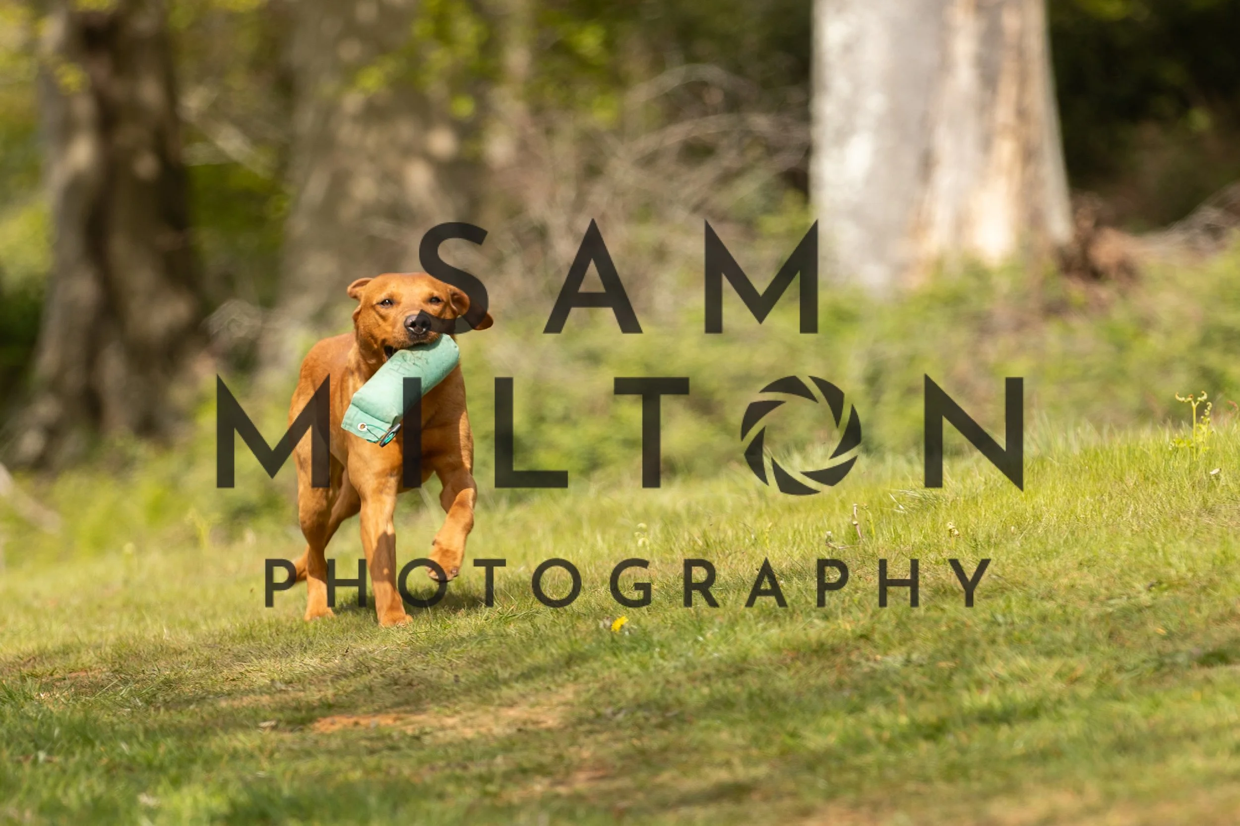 Gun Dog Challenge-156.jpg