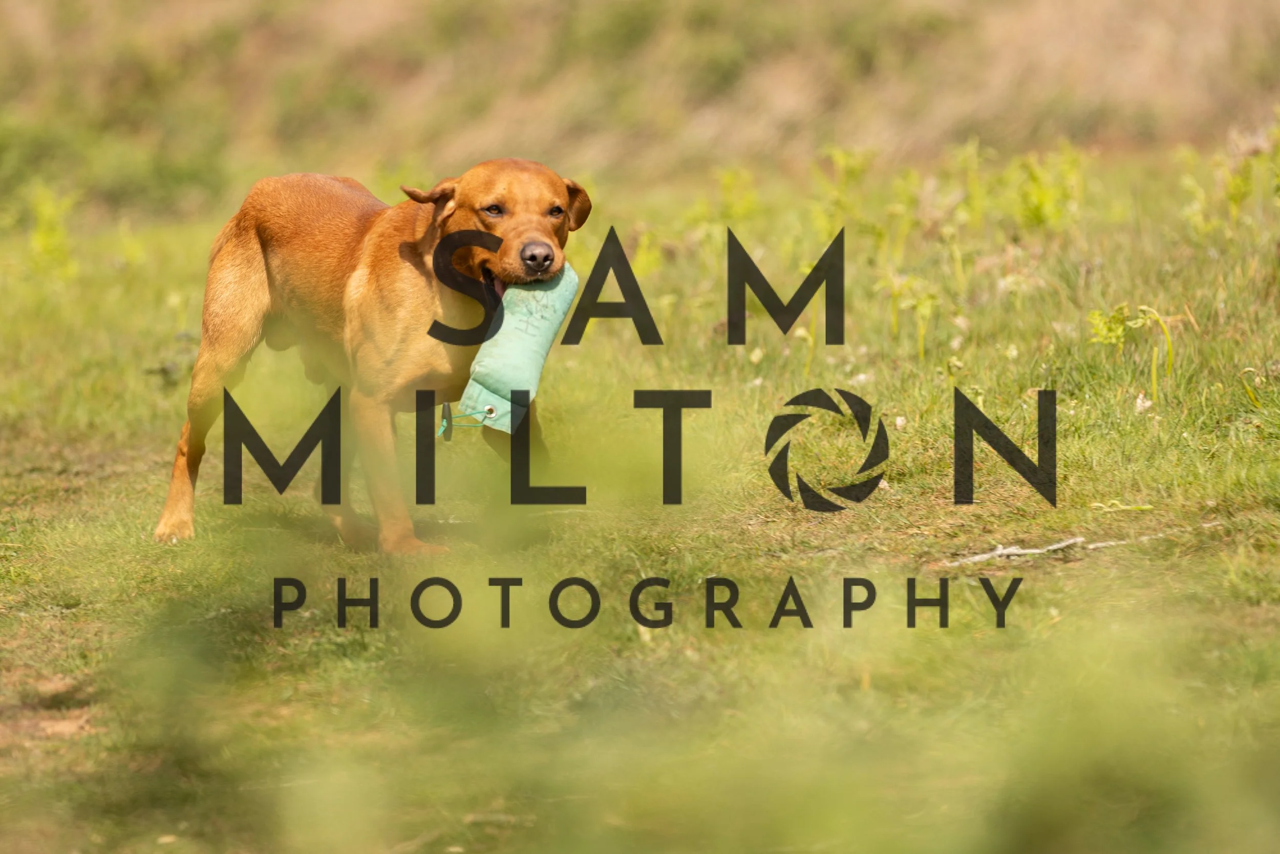 Gun Dog Challenge-157.jpg