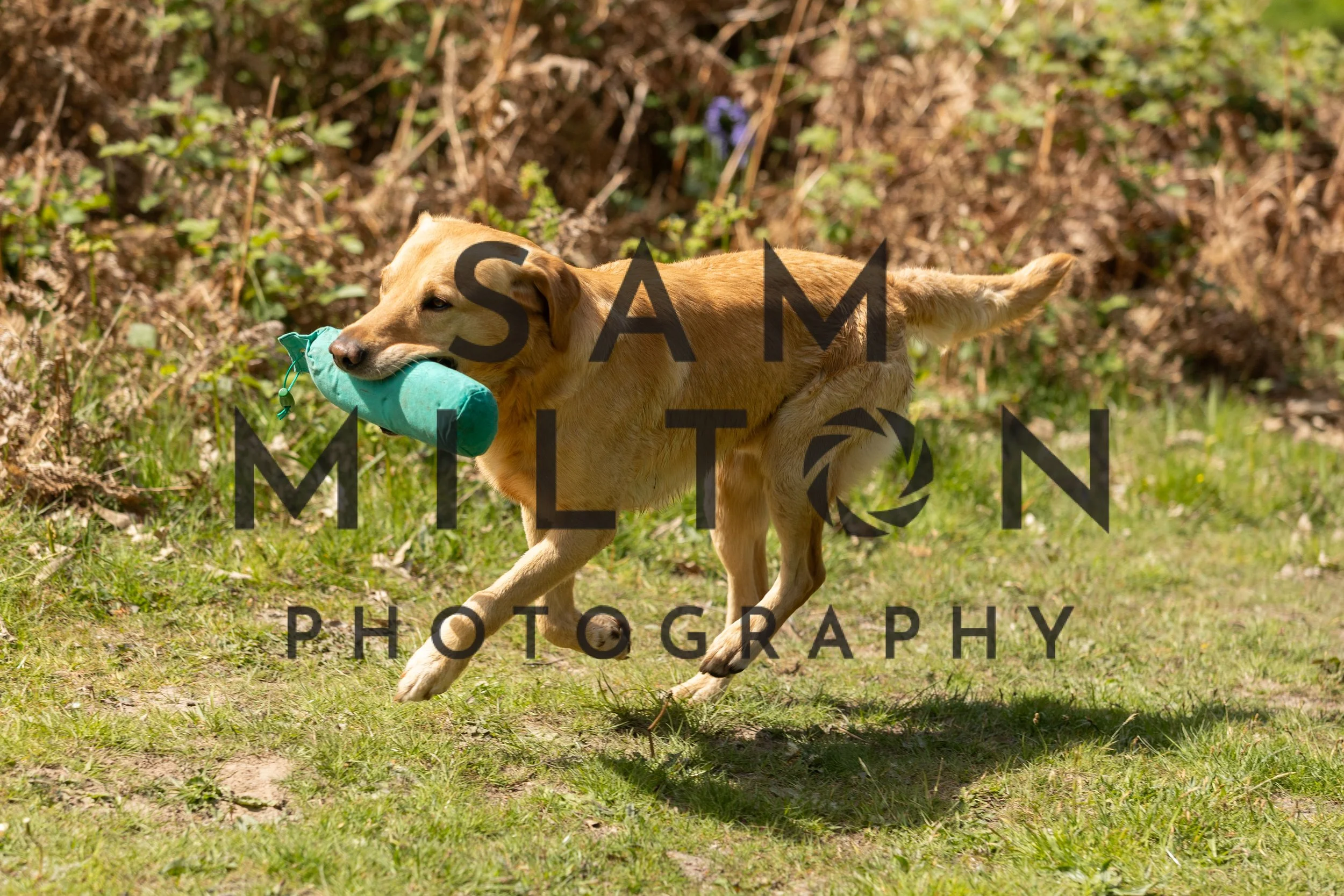 Gun Dog Challenge-285.jpg