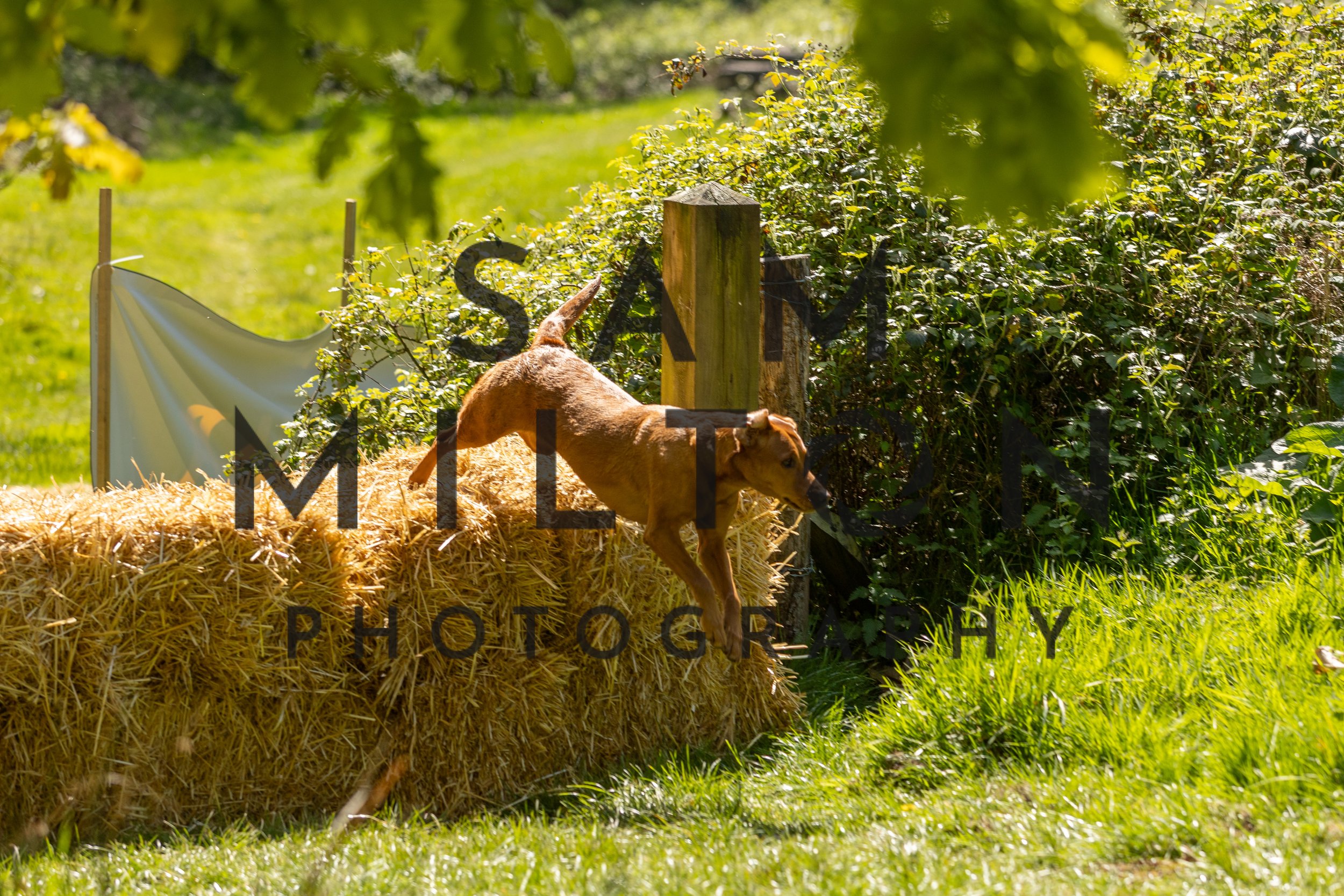 Gun Dog Challenge-262.jpg