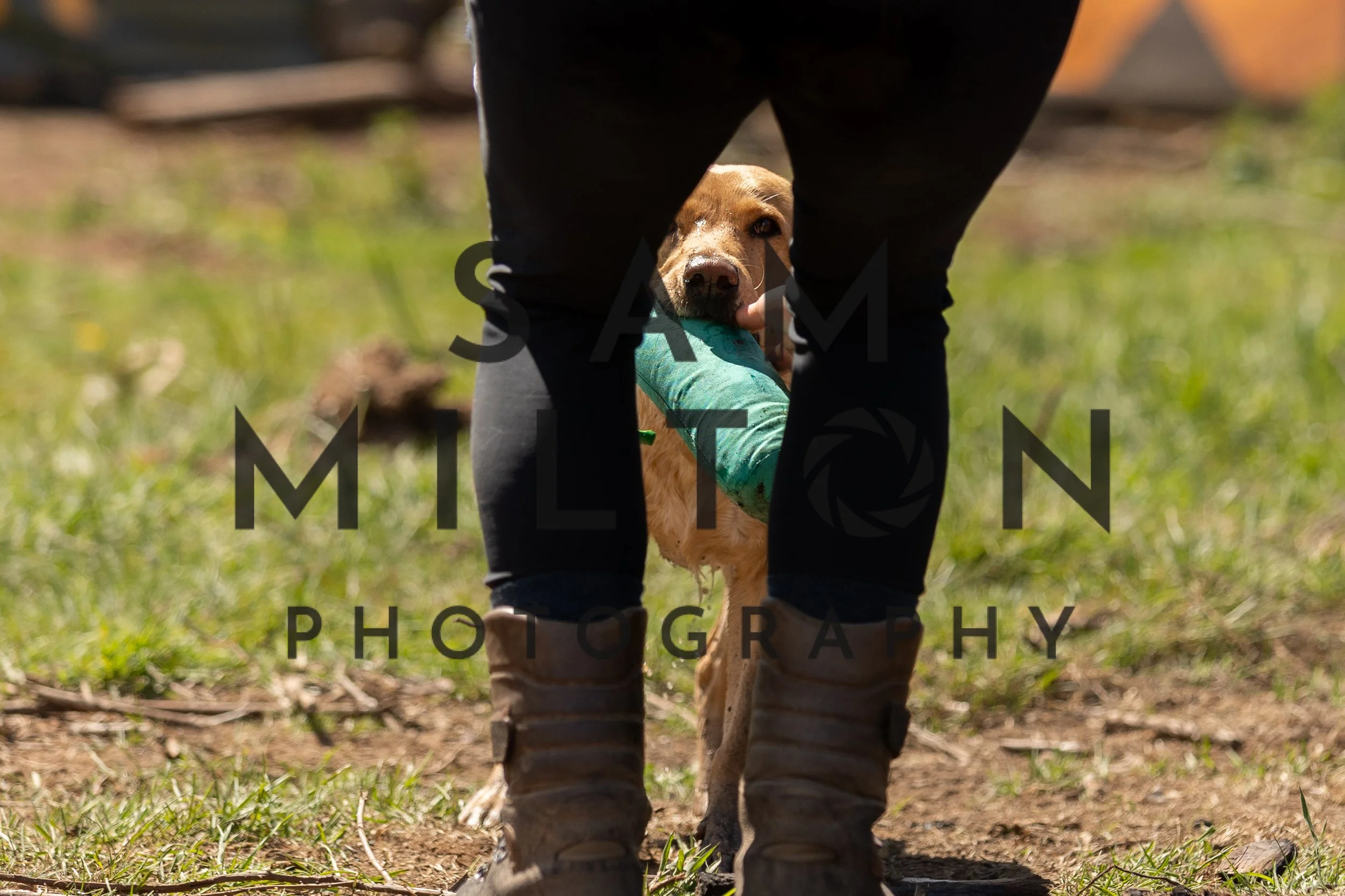 Gun Dog Challenge-344.jpg