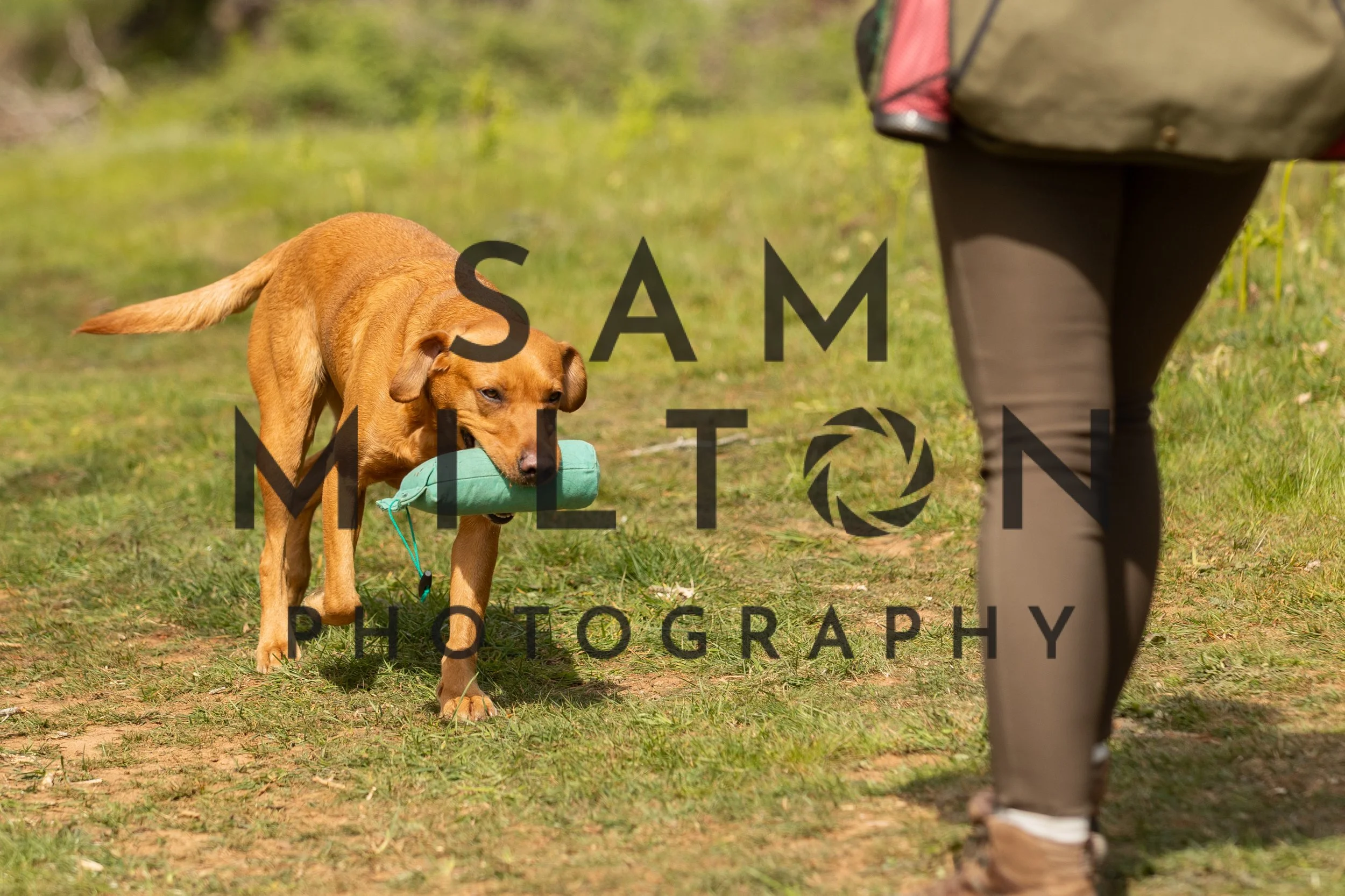 Gun Dog Challenge-168.jpg