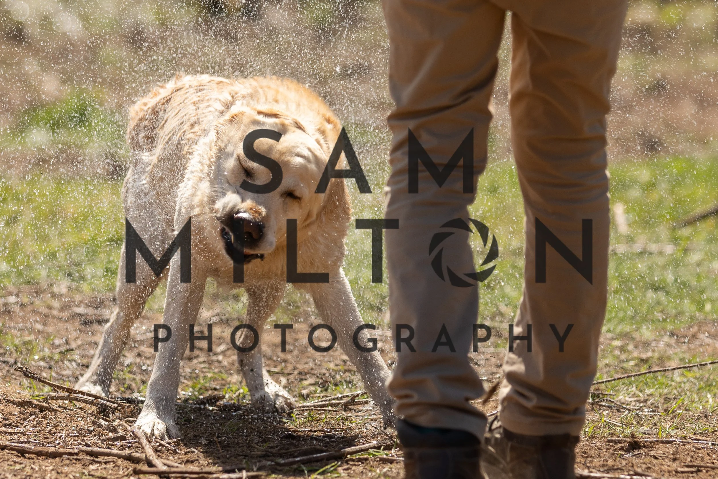 Gun Dog Challenge-369.jpg