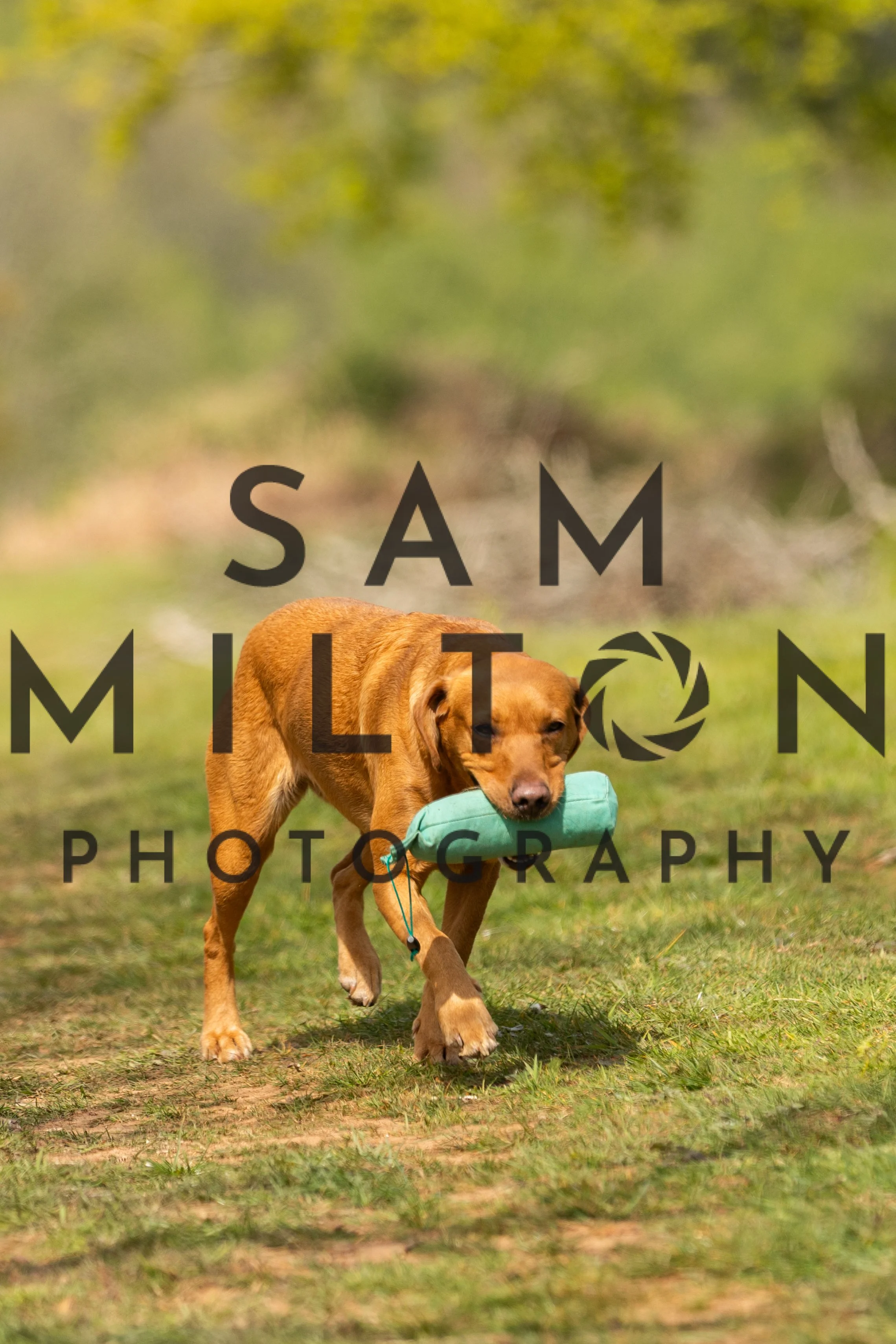 Gun Dog Challenge-167.jpg