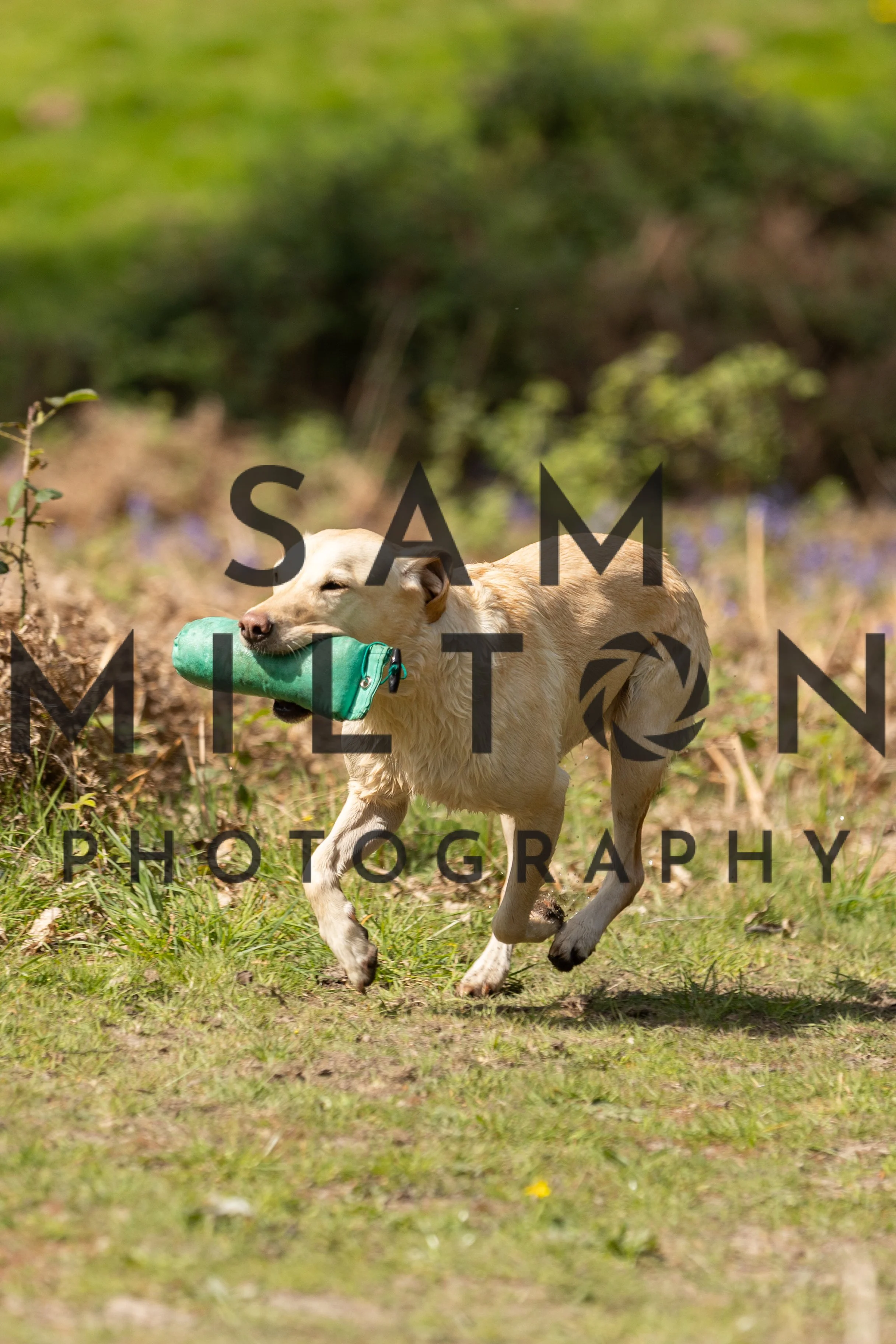 Gun Dog Challenge-273.jpg