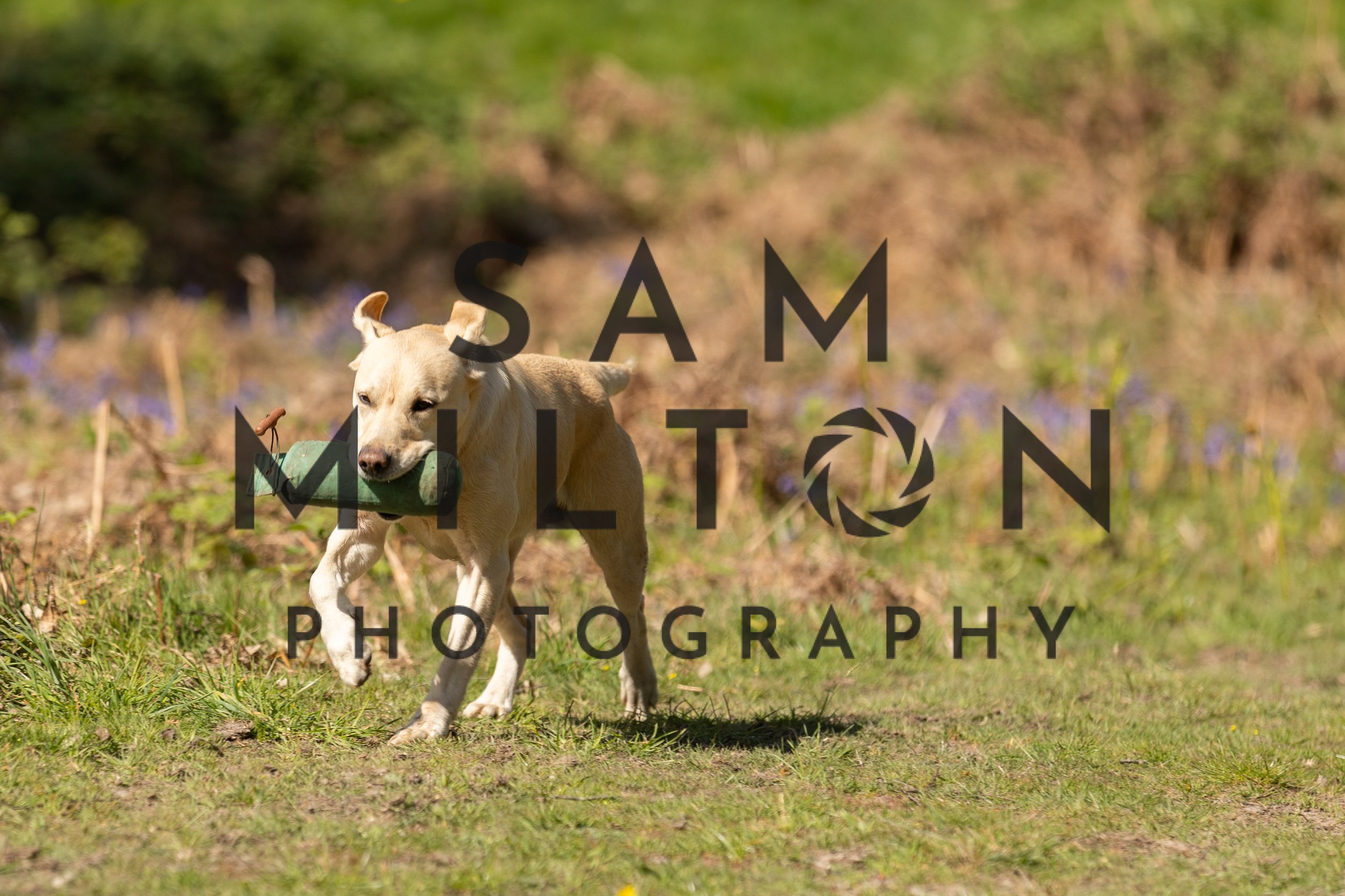 Gun Dog Challenge-261.jpg