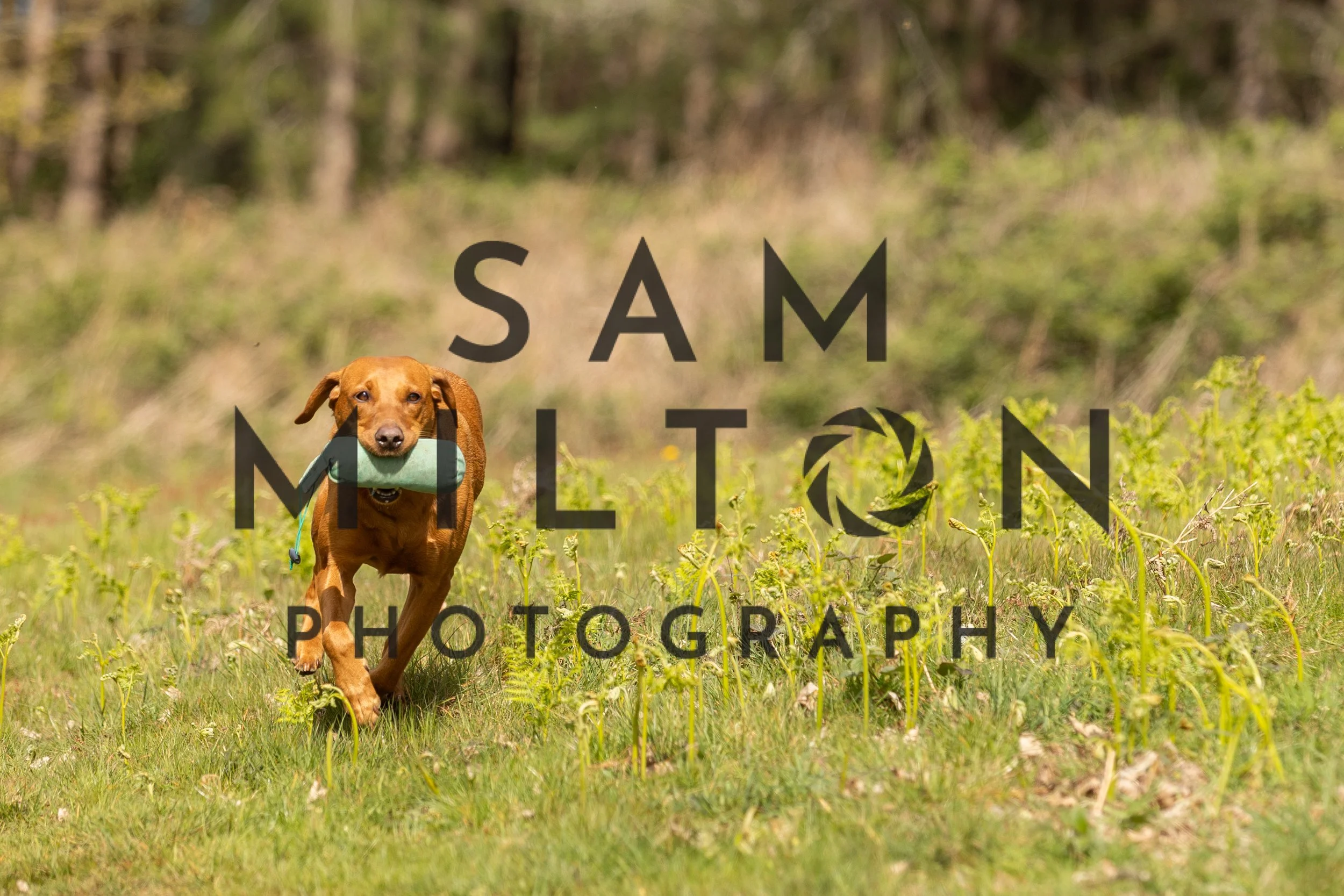 Gun Dog Challenge-159.jpg