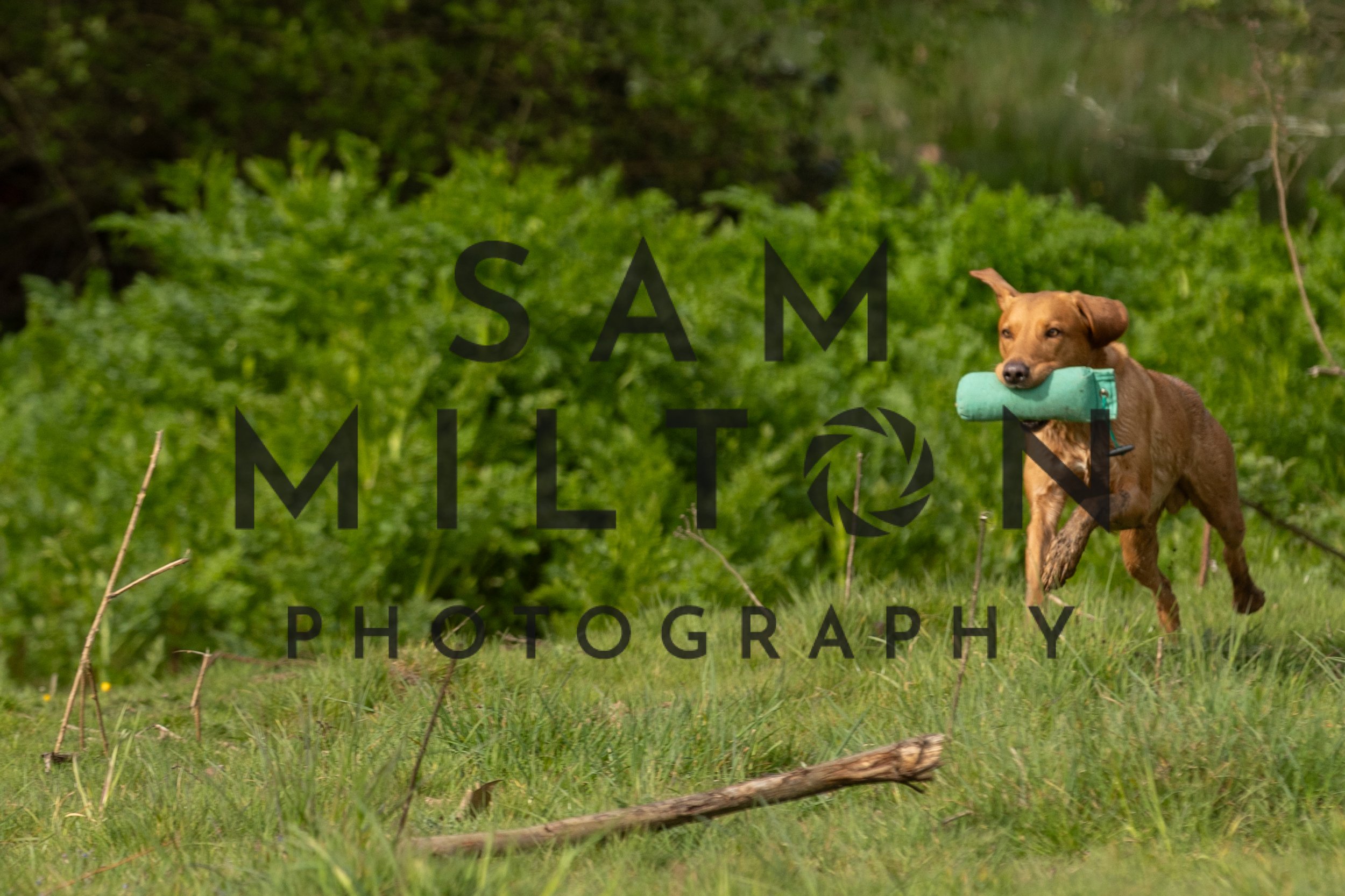 Gun Dog Challenge-41.jpg