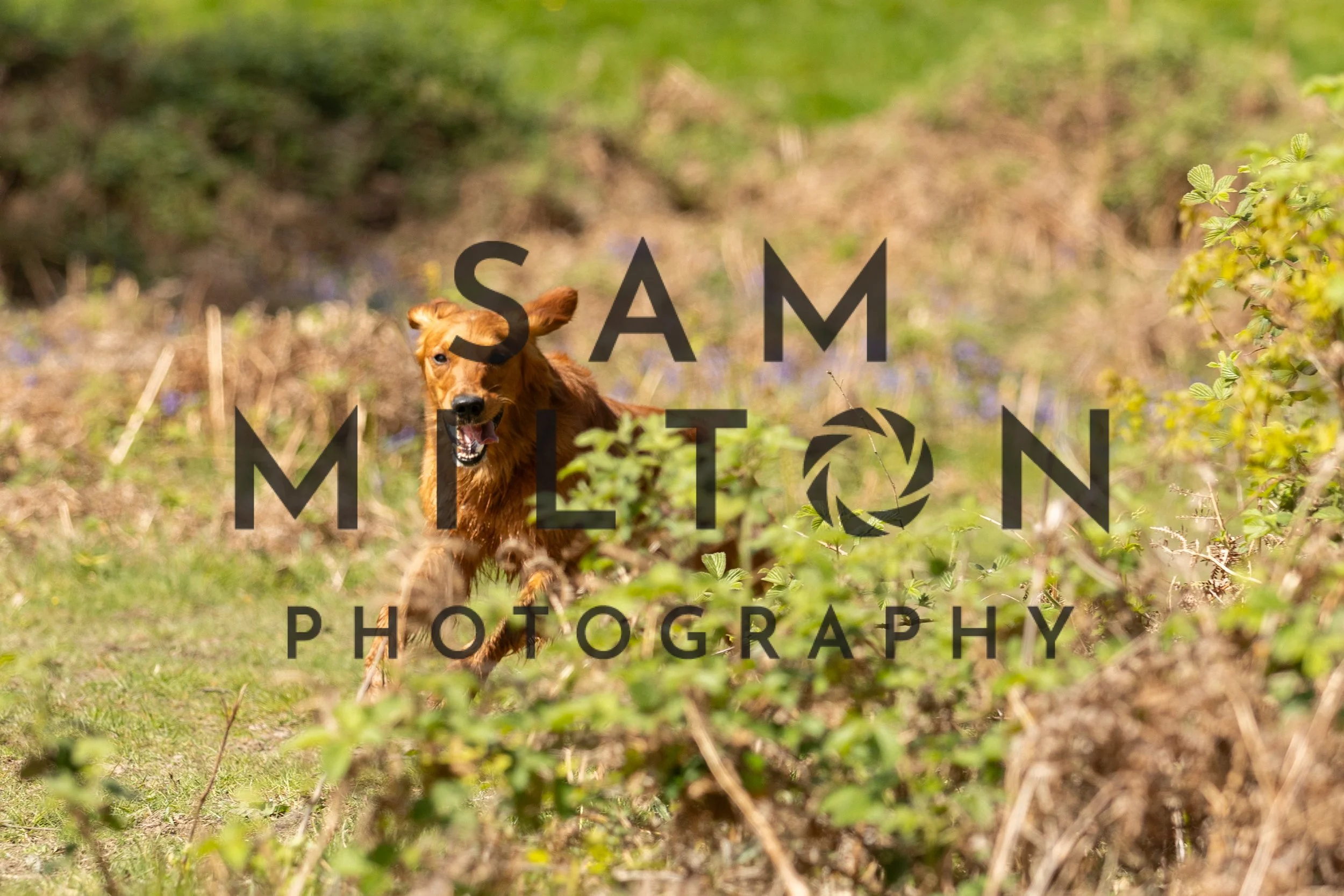 Gun Dog Challenge-307.jpg