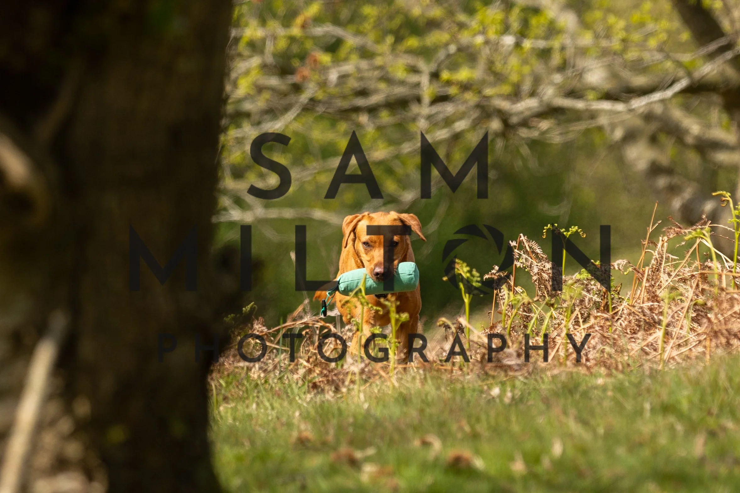 Gun Dog Challenge-166.jpg