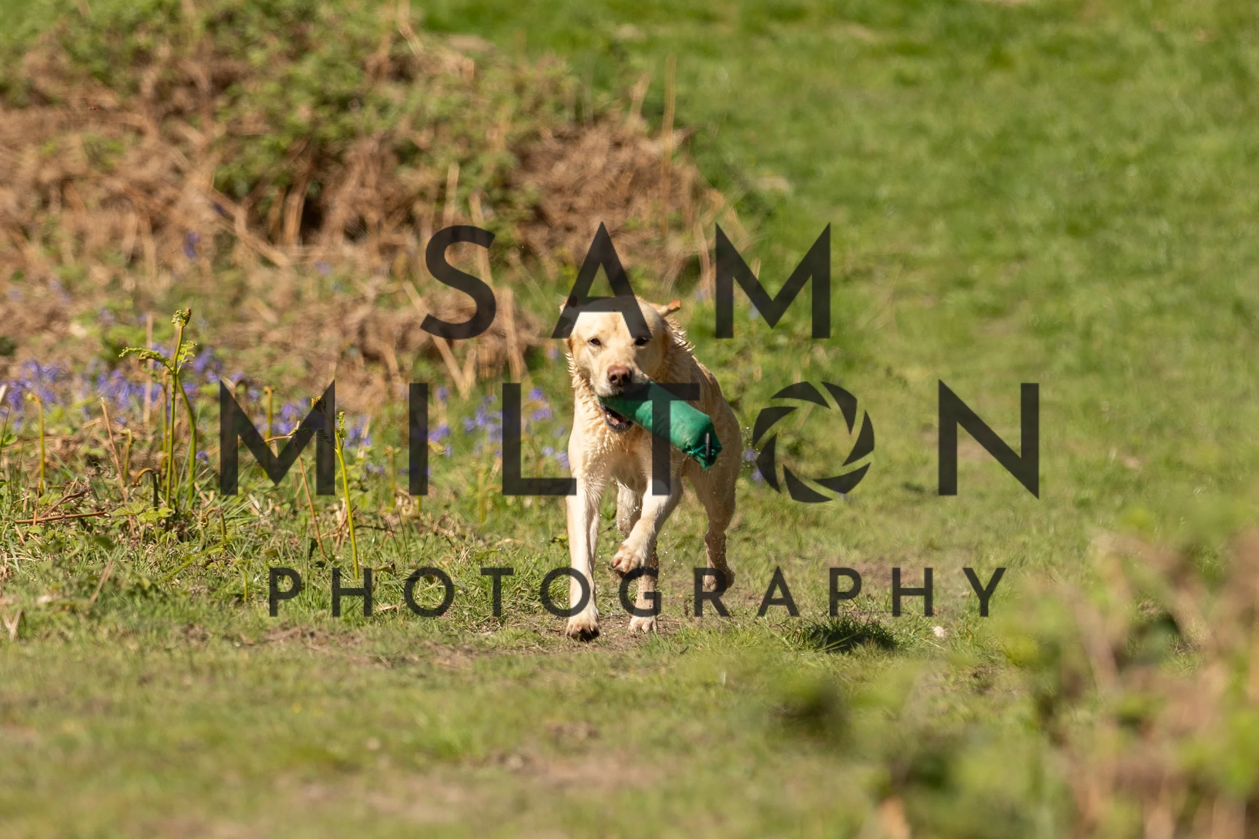 Gun Dog Challenge-254.jpg