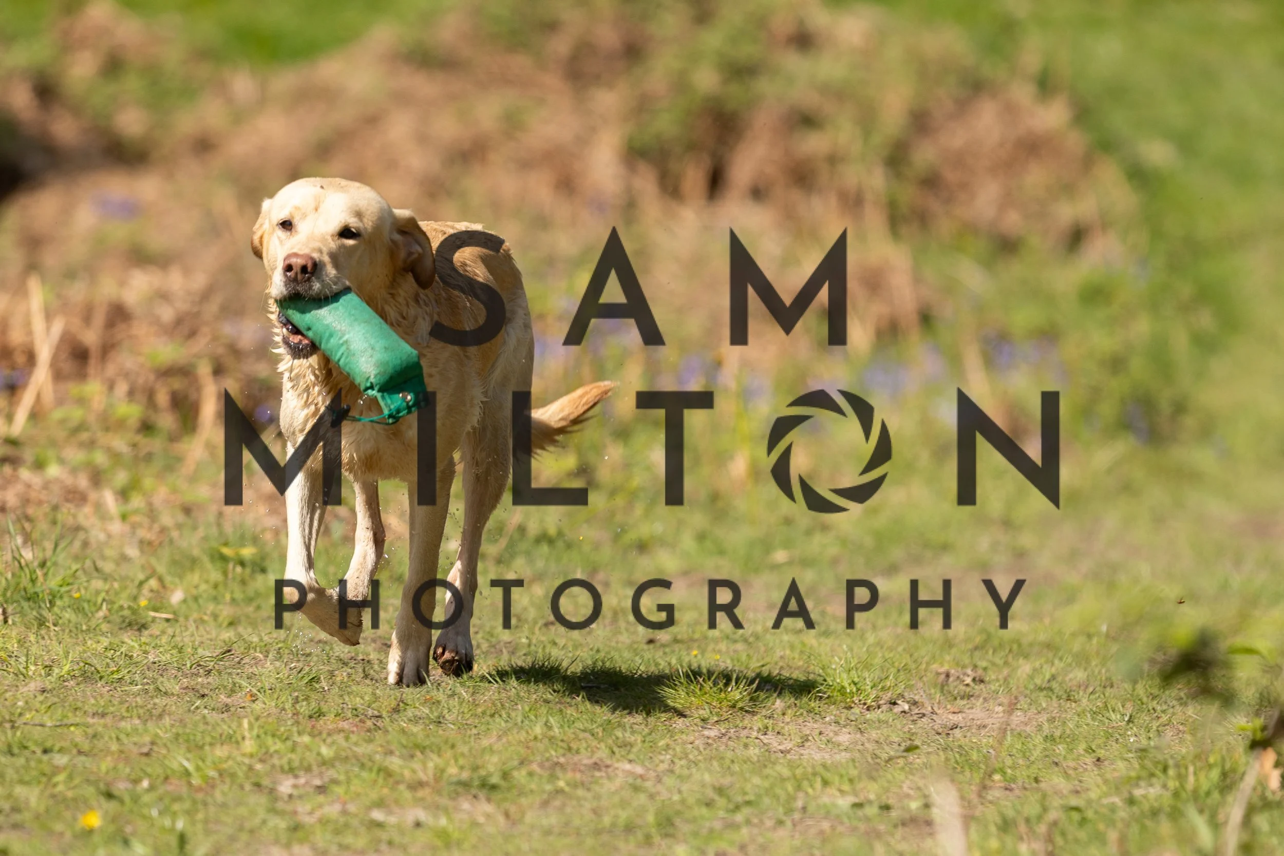 Gun Dog Challenge-255.jpg