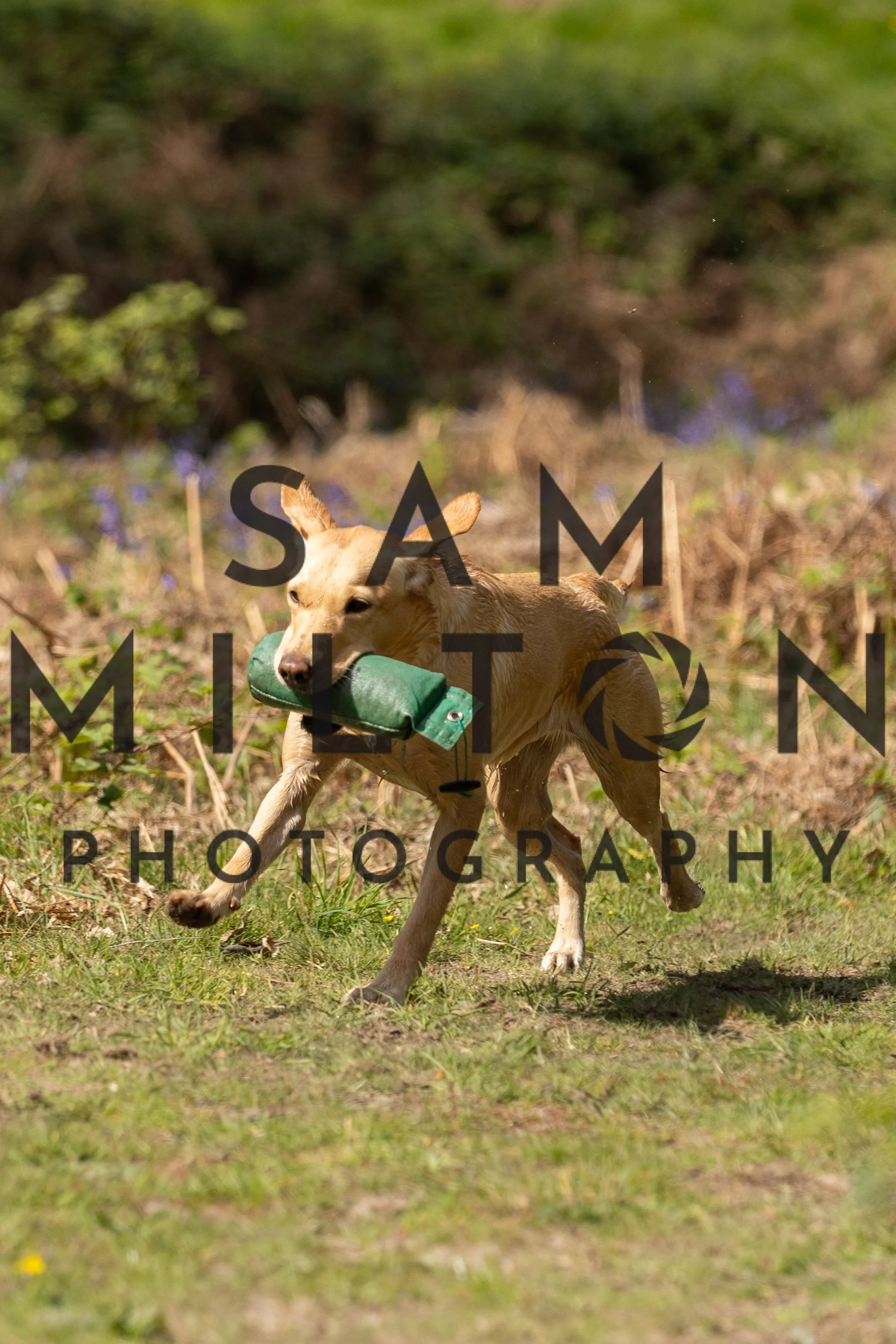 Gun Dog Challenge-271.jpg