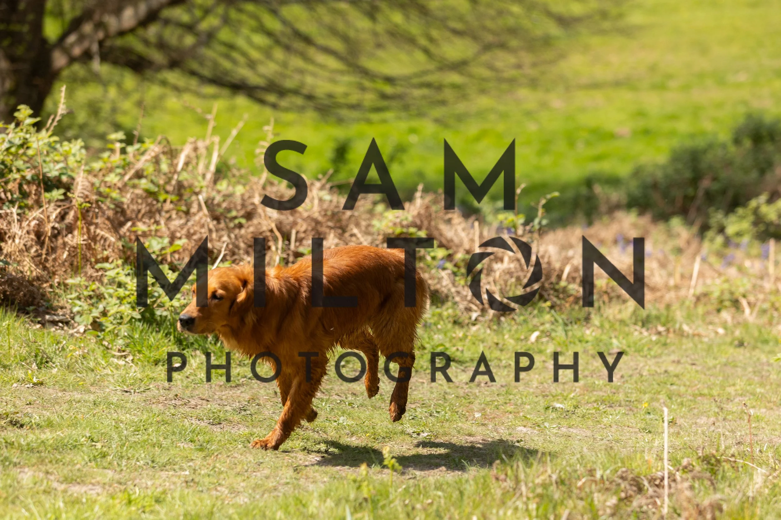 Gun Dog Challenge-308.jpg