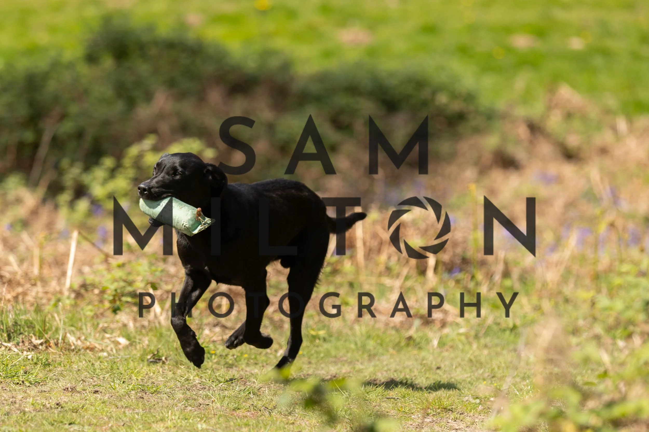 Gun Dog Challenge-320.jpg