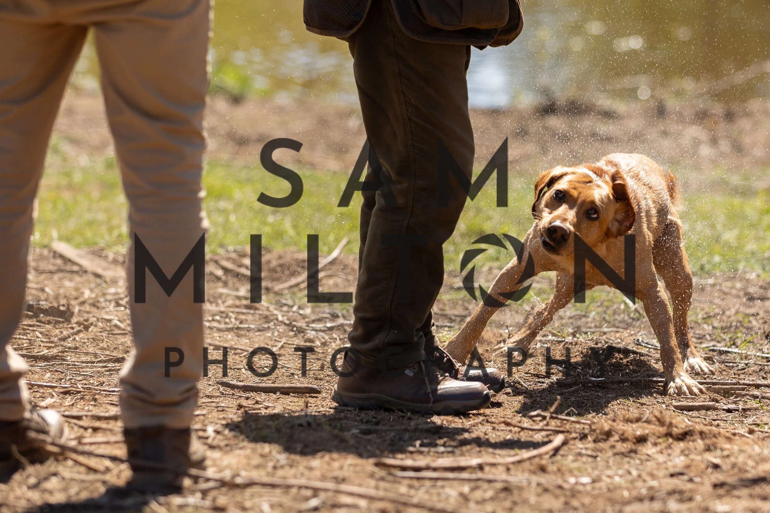 Gun Dog Challenge-375.jpg
