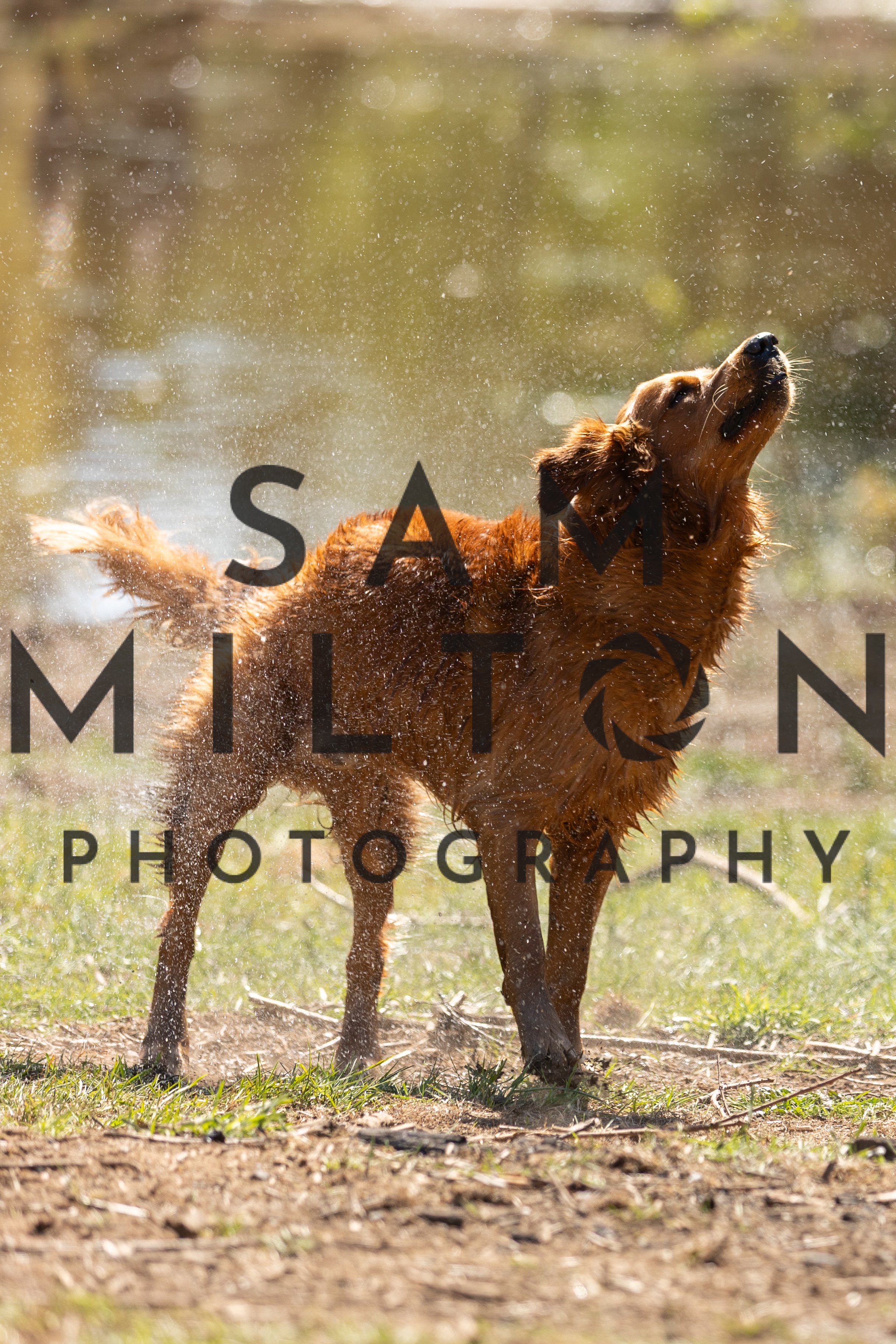 Gun Dog Challenge-383.jpg