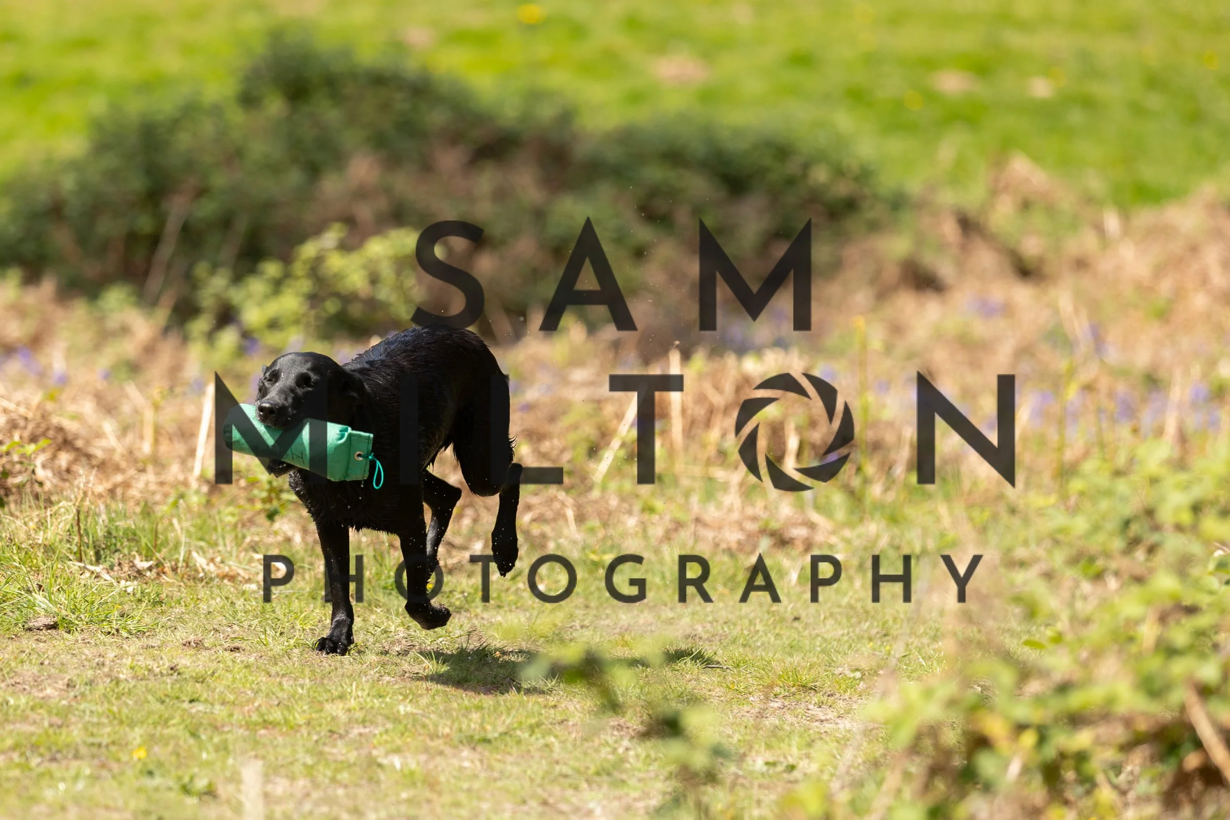 Gun Dog Challenge-314.jpg