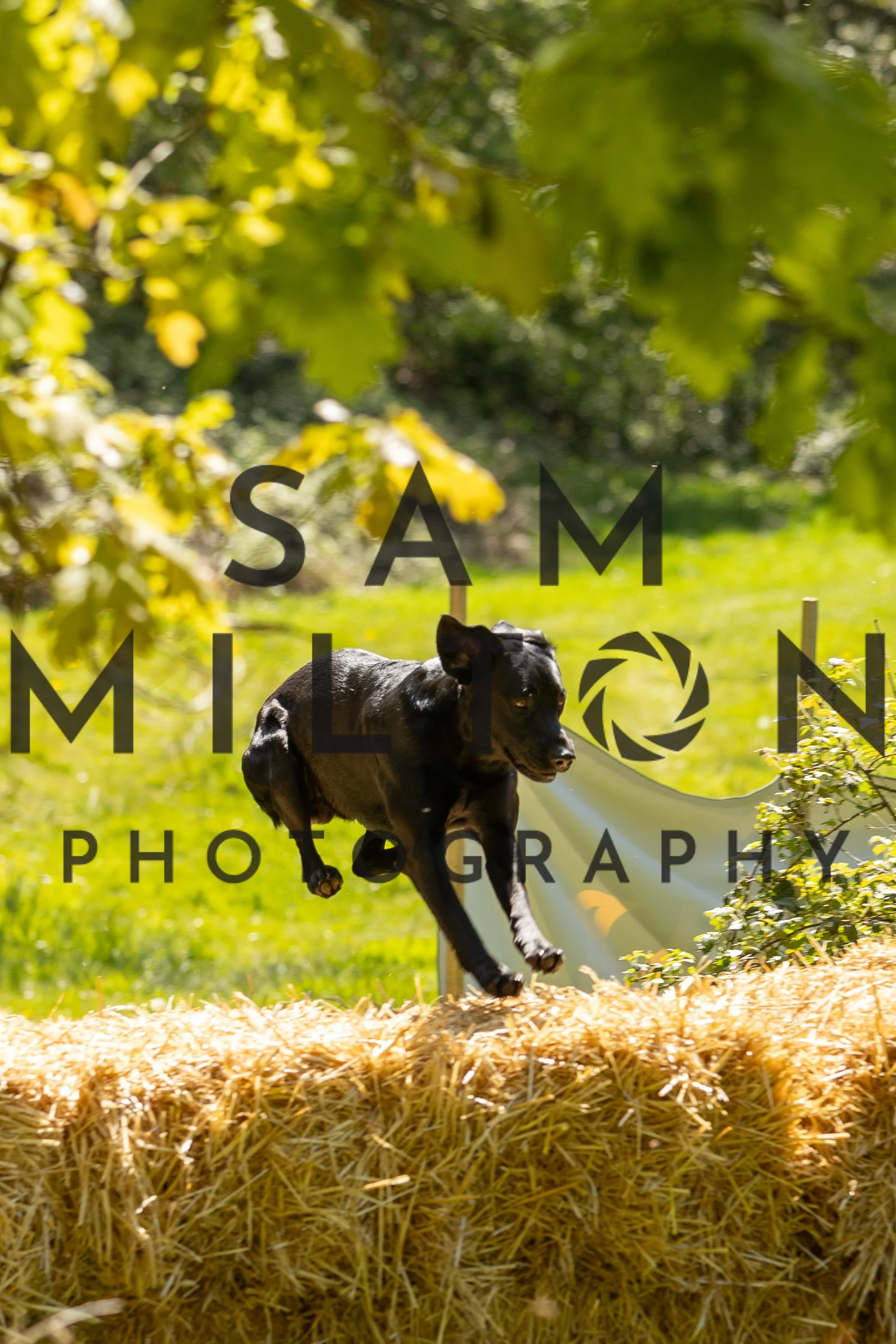 Gun Dog Challenge-266.jpg