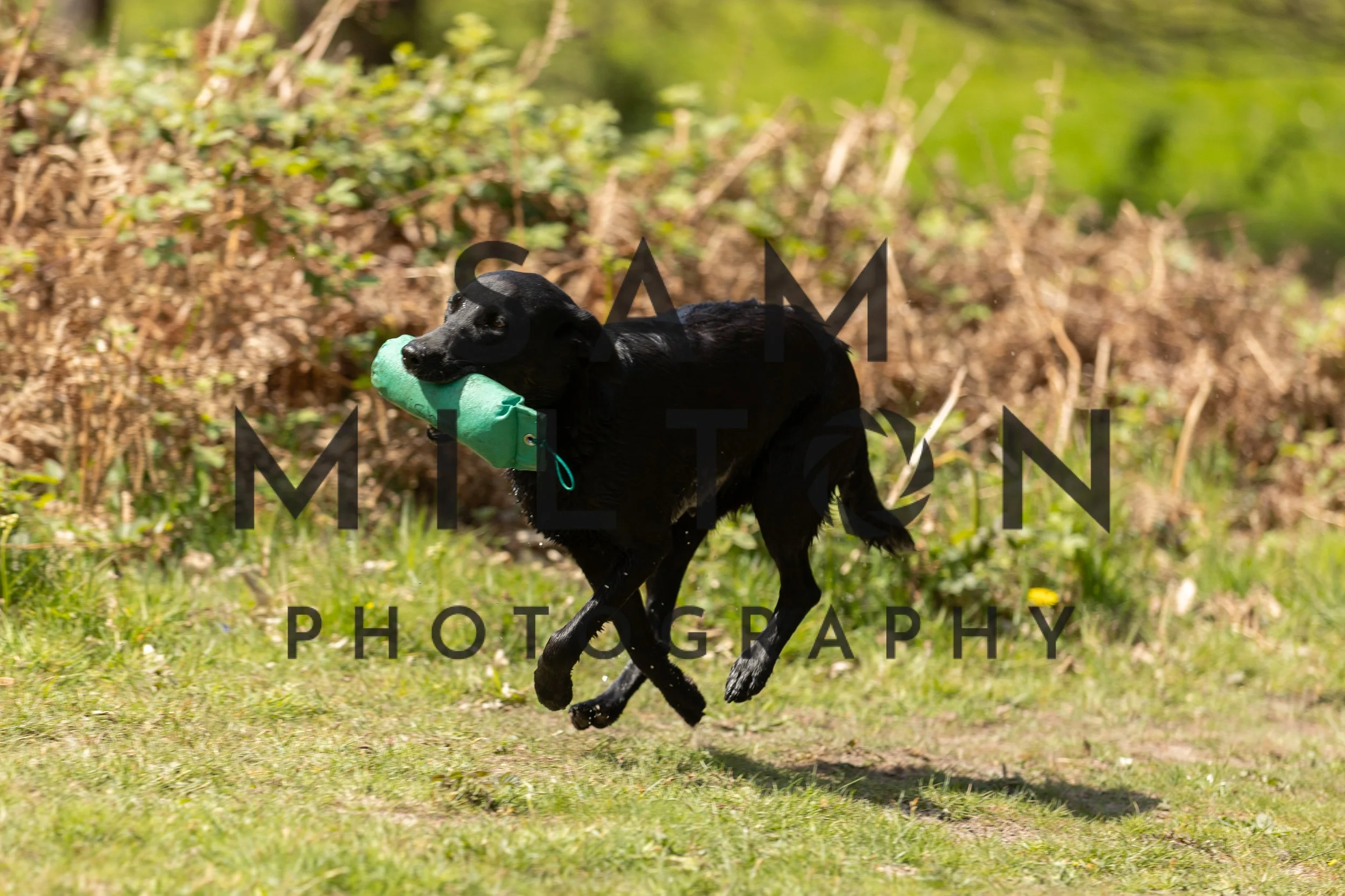 Gun Dog Challenge-315.jpg