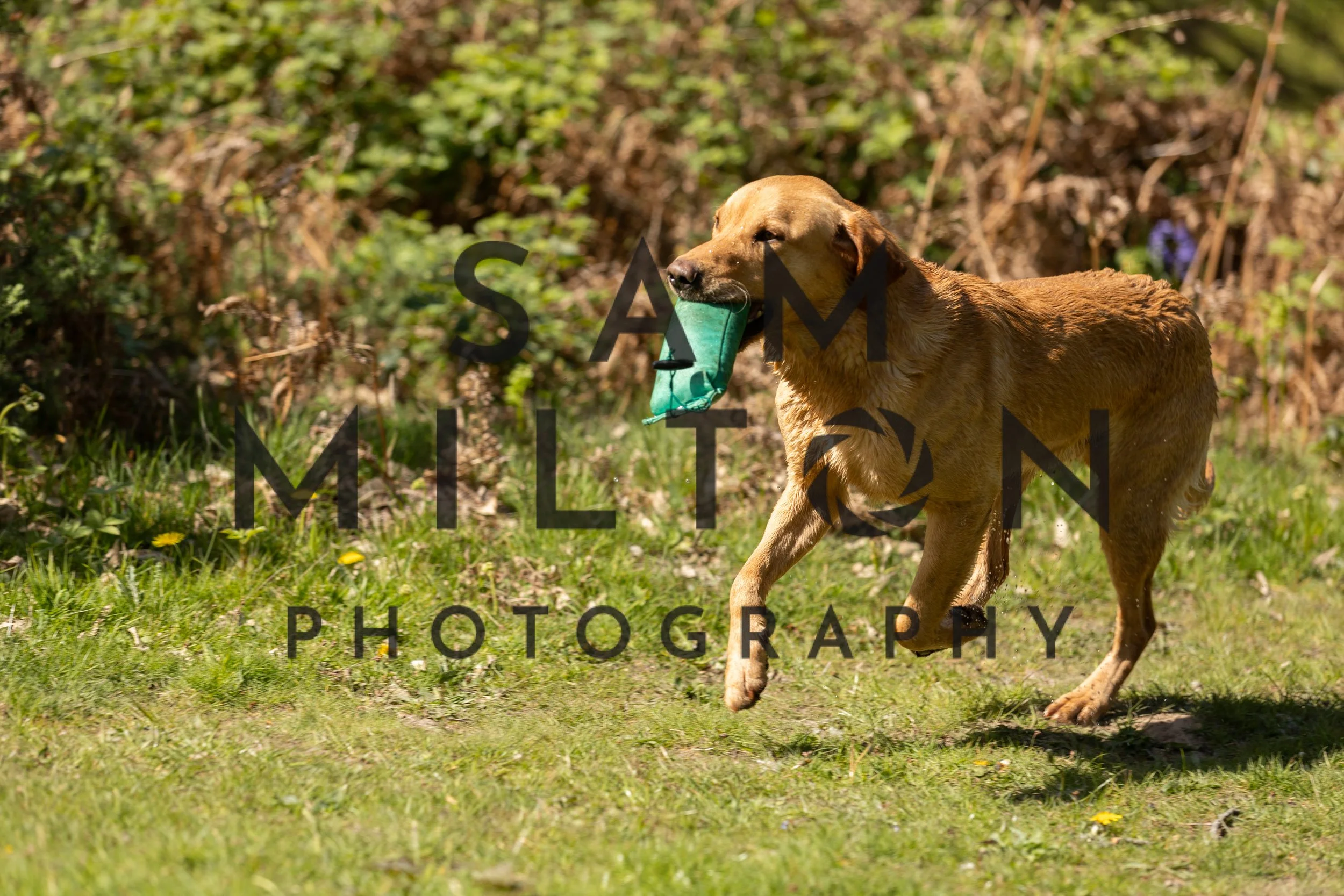 Gun Dog Challenge-252.jpg