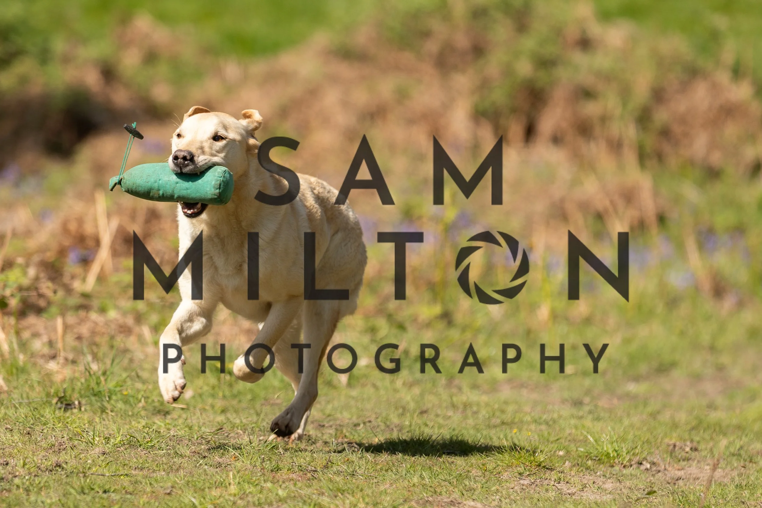 Gun Dog Challenge-259.jpg