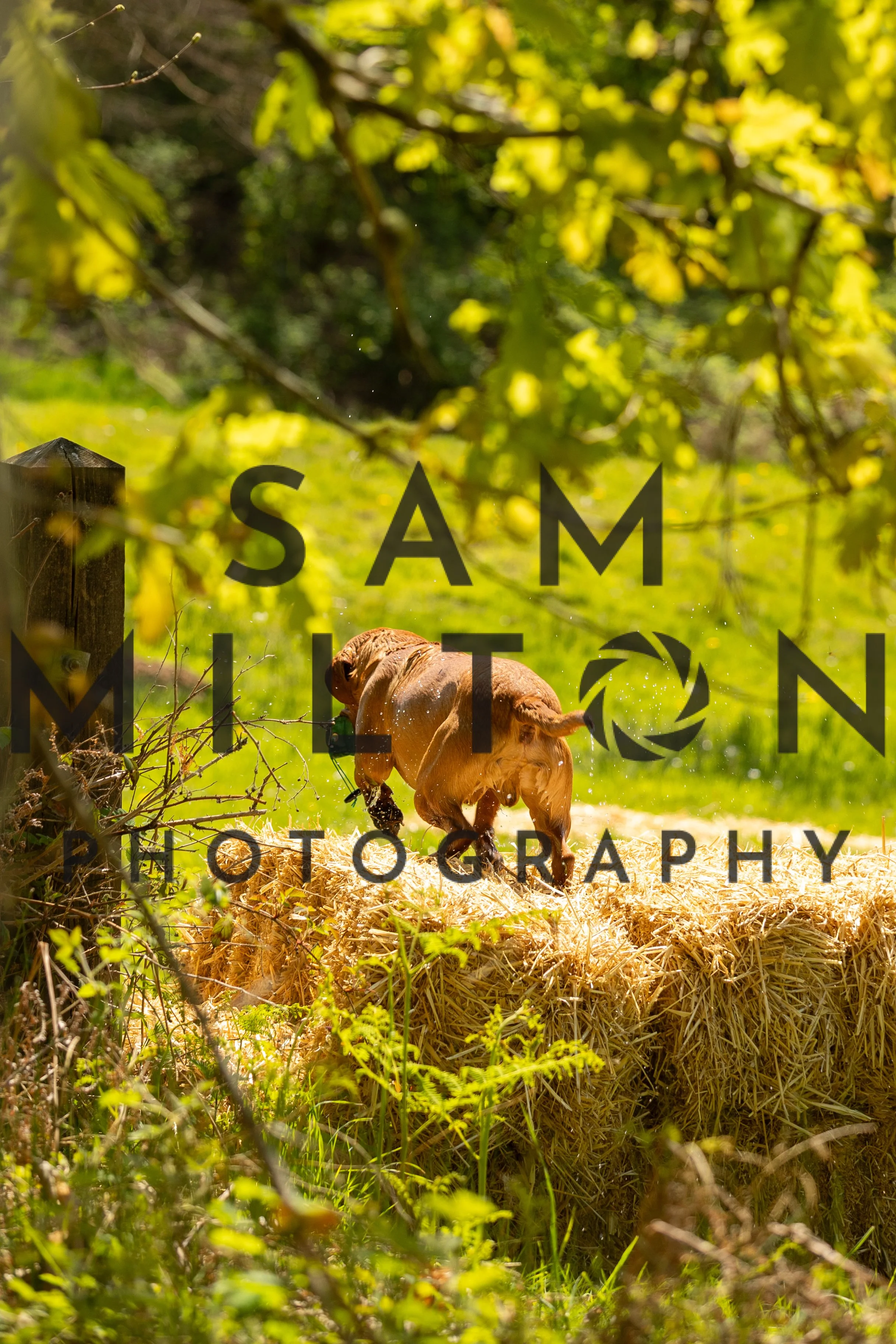 Gun Dog Challenge-265.jpg