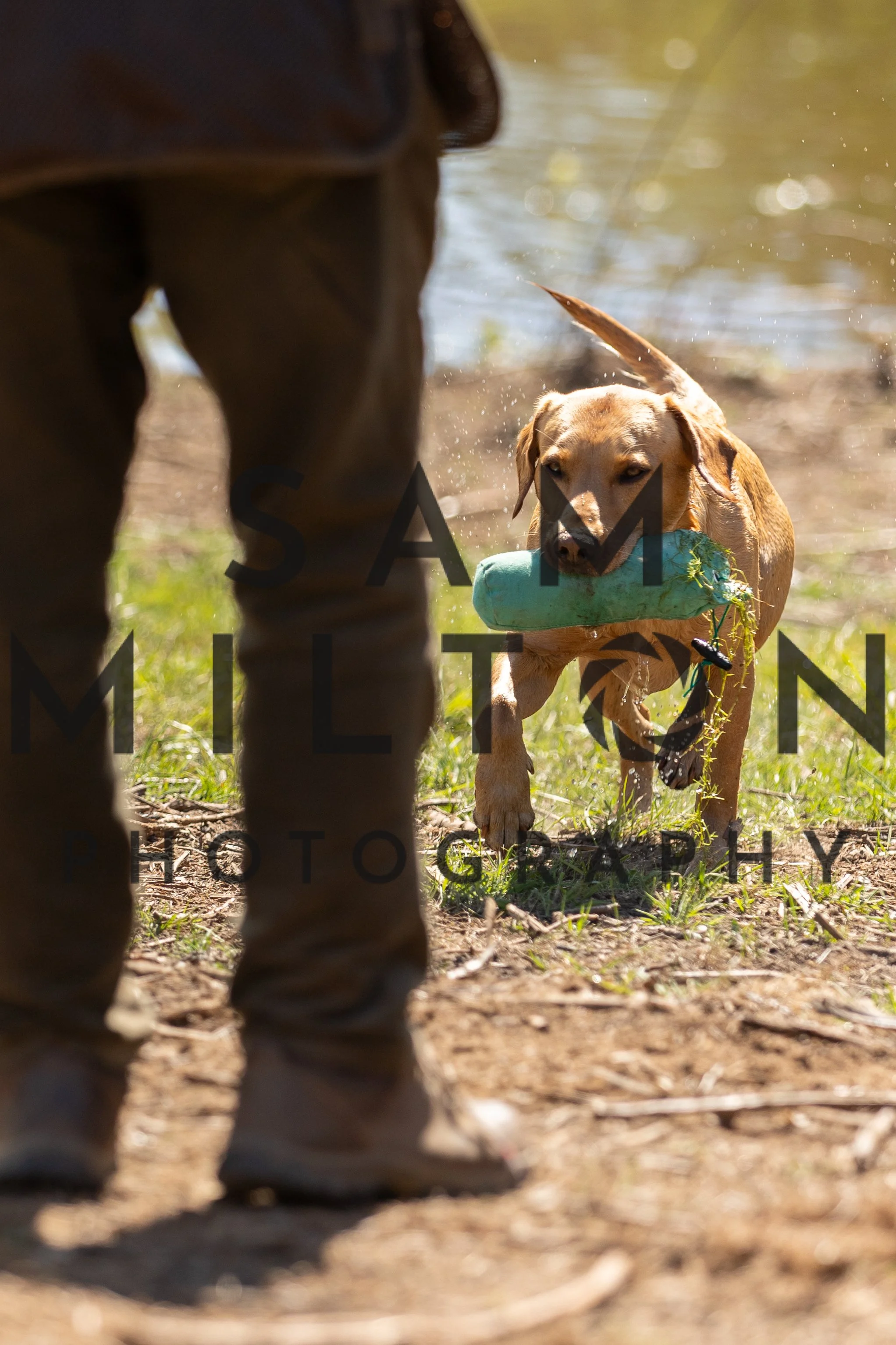 Gun Dog Challenge-373.jpg