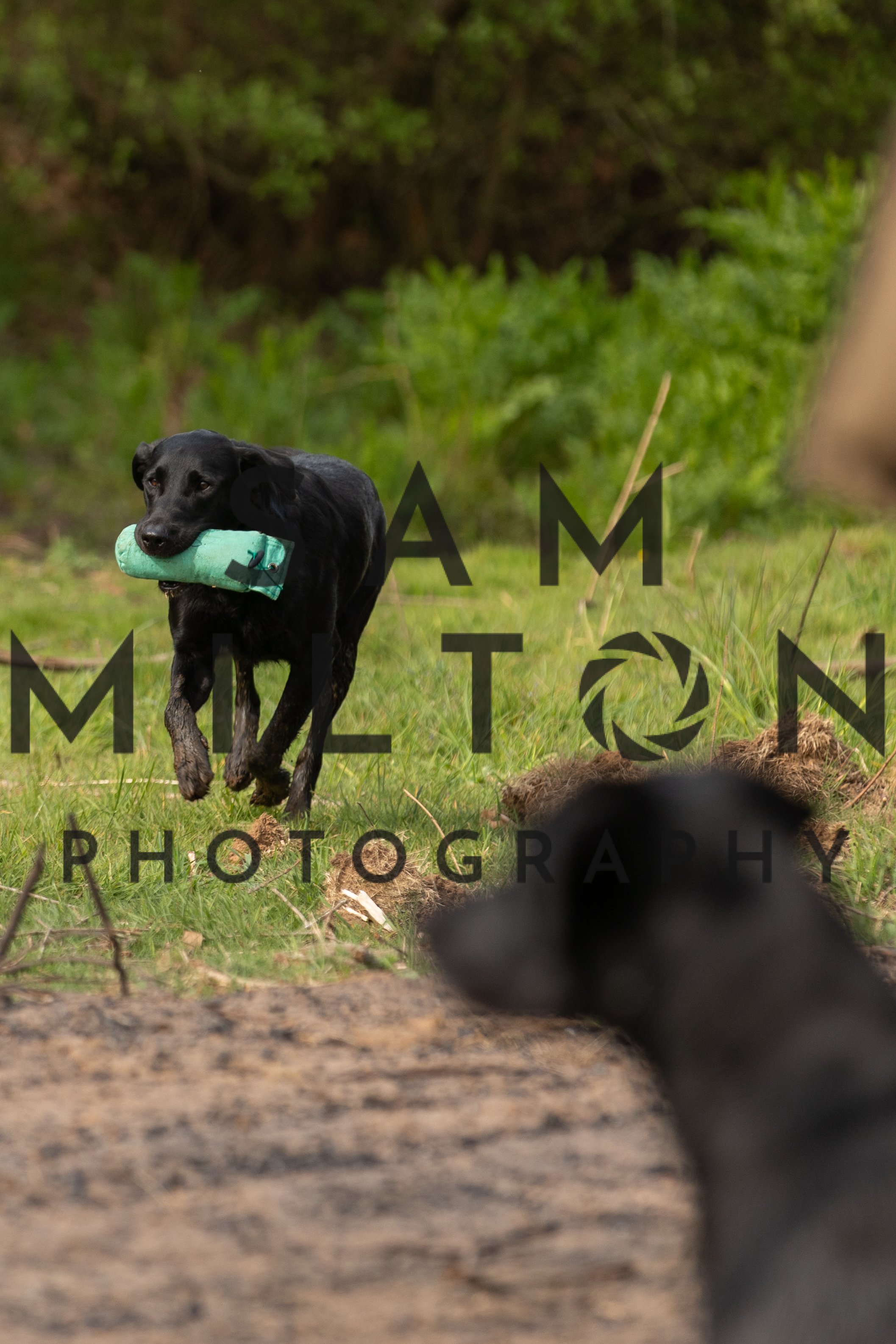 Gun Dog Challenge-73.jpg