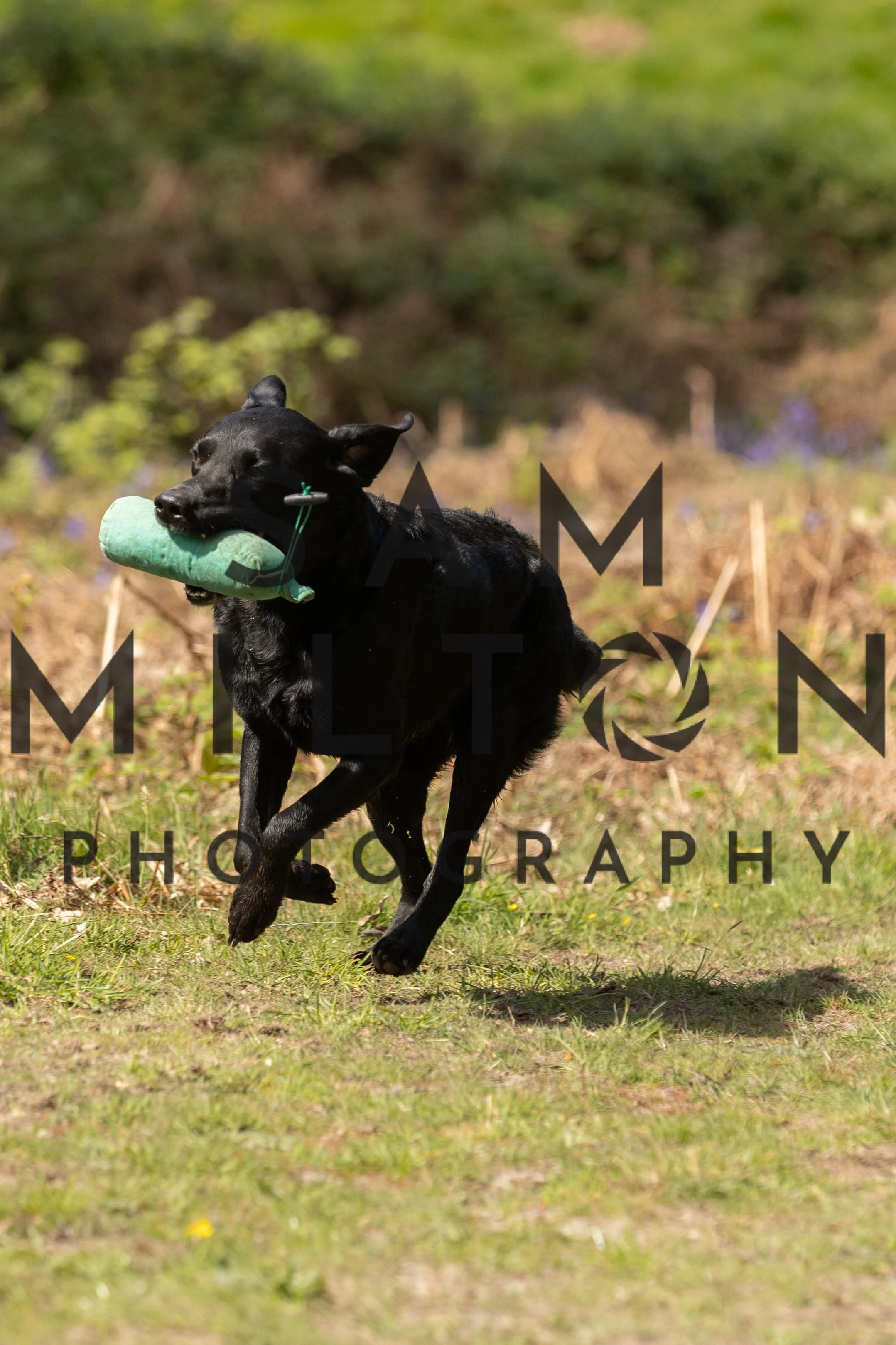 Gun Dog Challenge-279.jpg