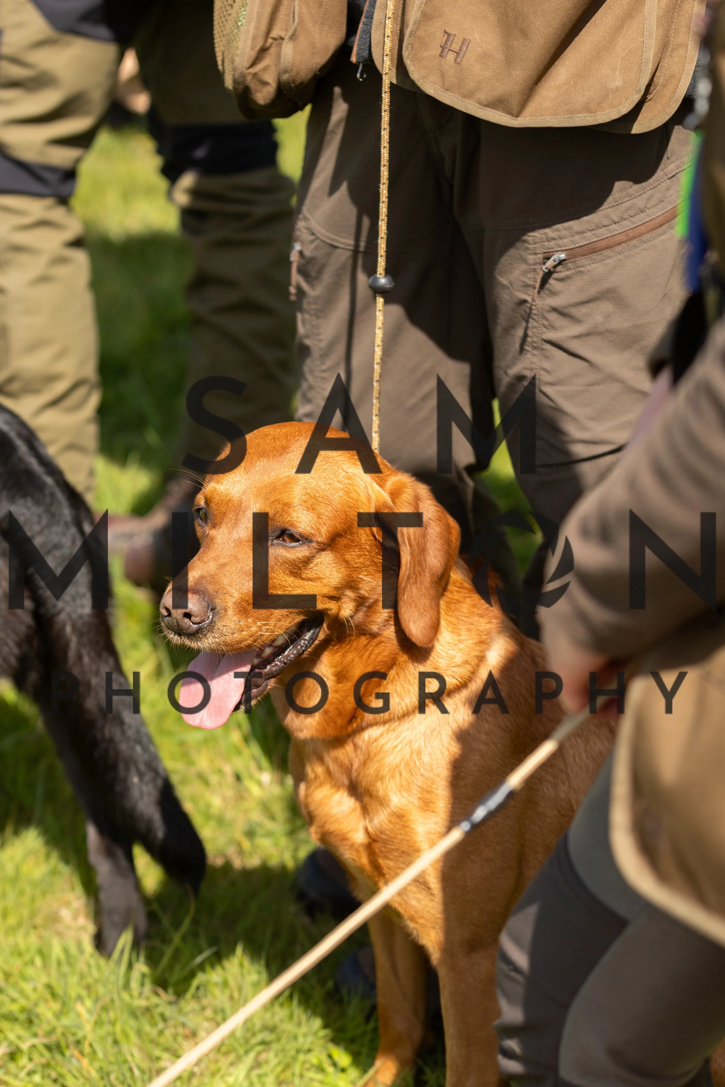 Gun Dog Challenge-224.jpg