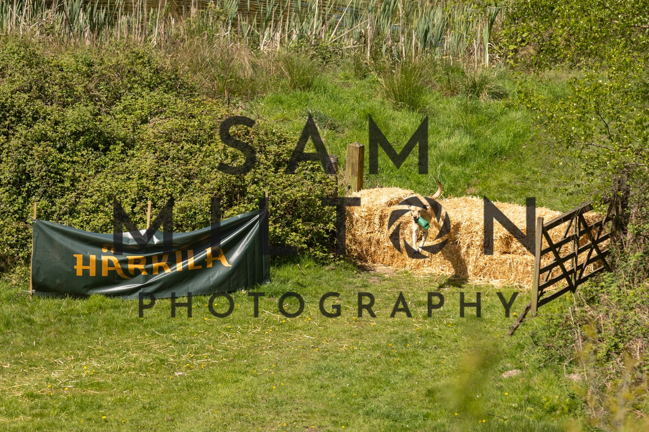 Gun Dog Challenge-253.jpg