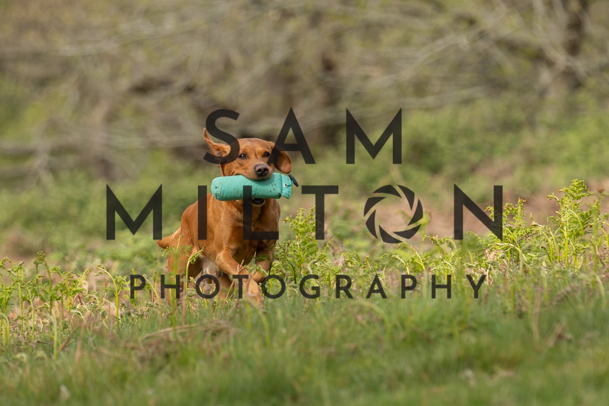 Gun Dog Challenge-121.jpg