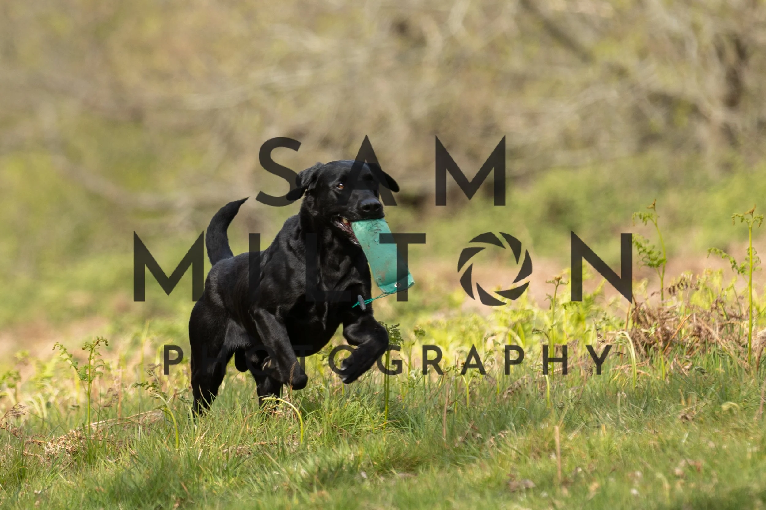 Gun Dog Challenge-126.jpg