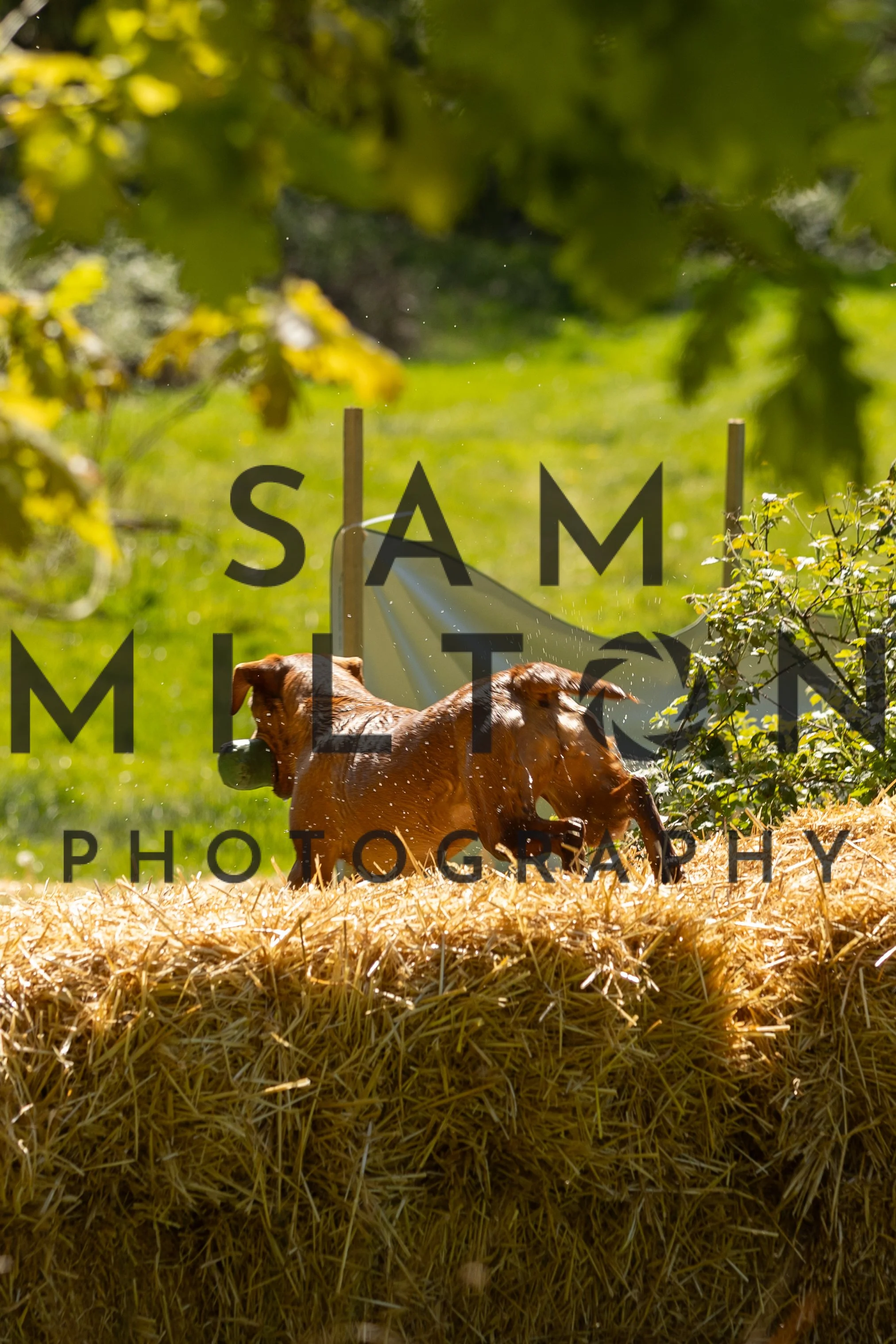 Gun Dog Challenge-263.jpg