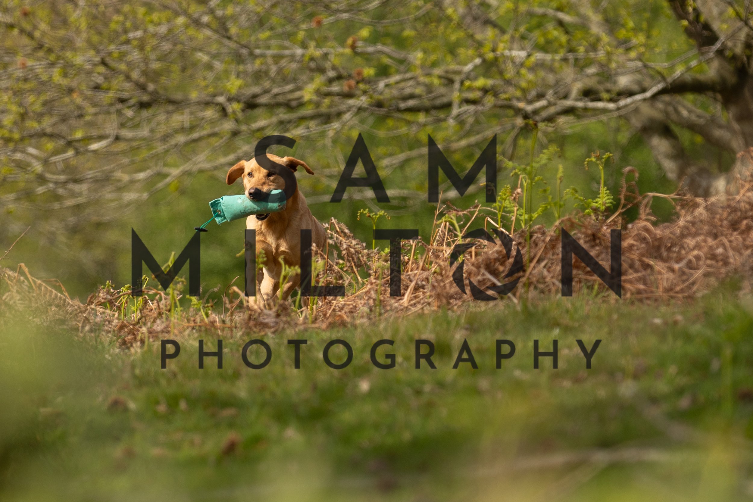 Gun Dog Challenge-148.jpg