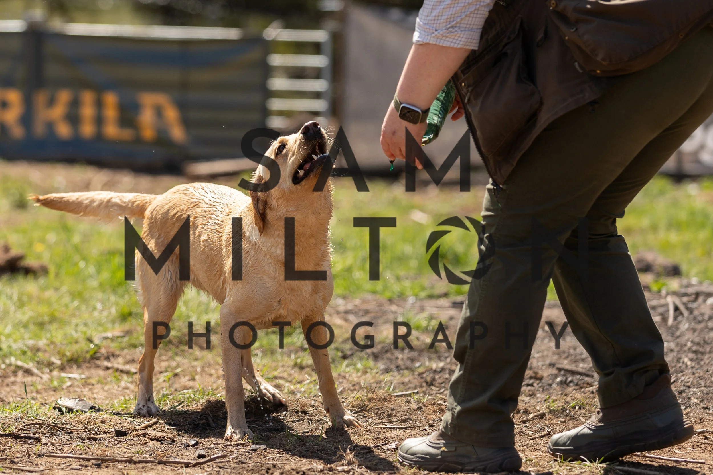 Gun Dog Challenge-365.jpg