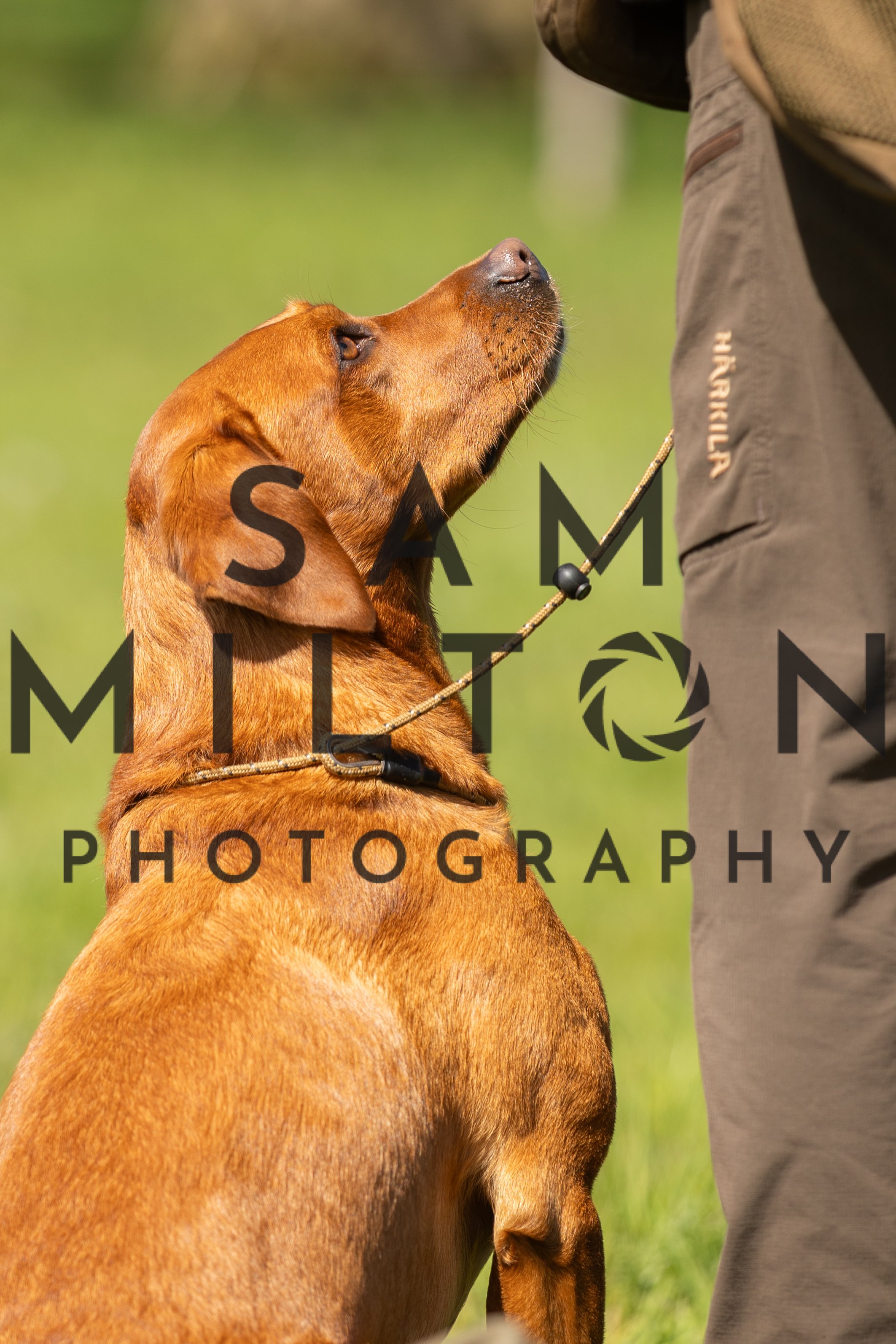 Gun Dog Challenge-229.jpg