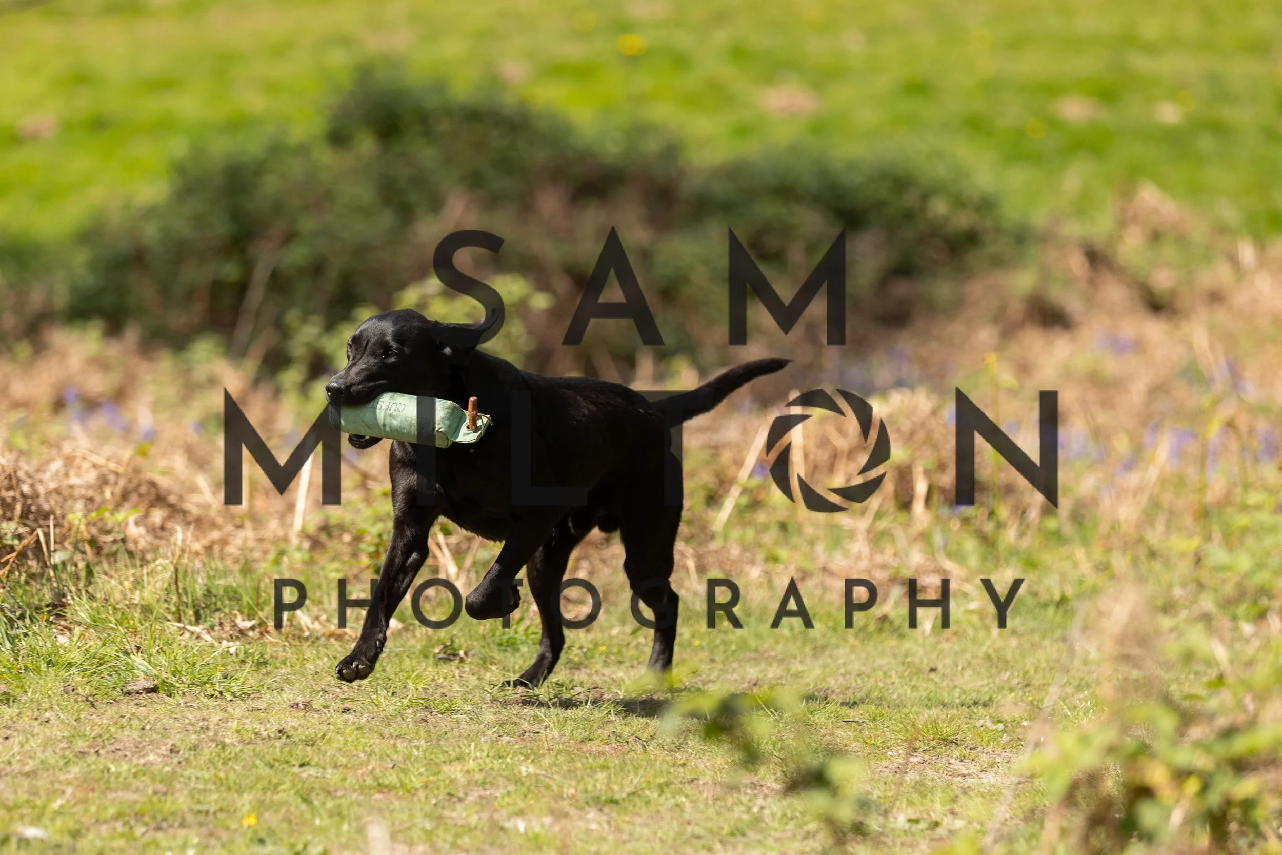 Gun Dog Challenge-321.jpg