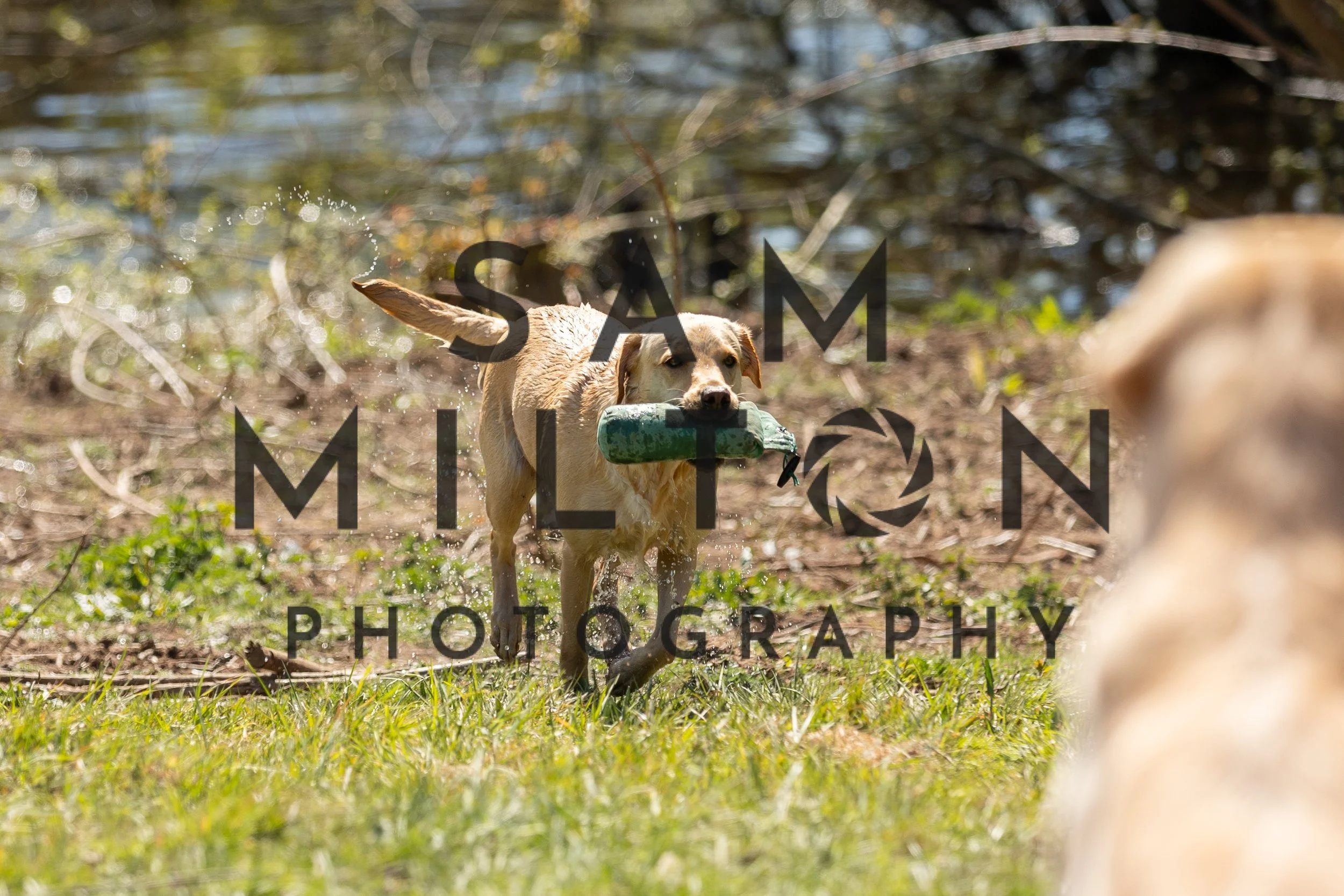 Gun Dog Challenge-363.jpg