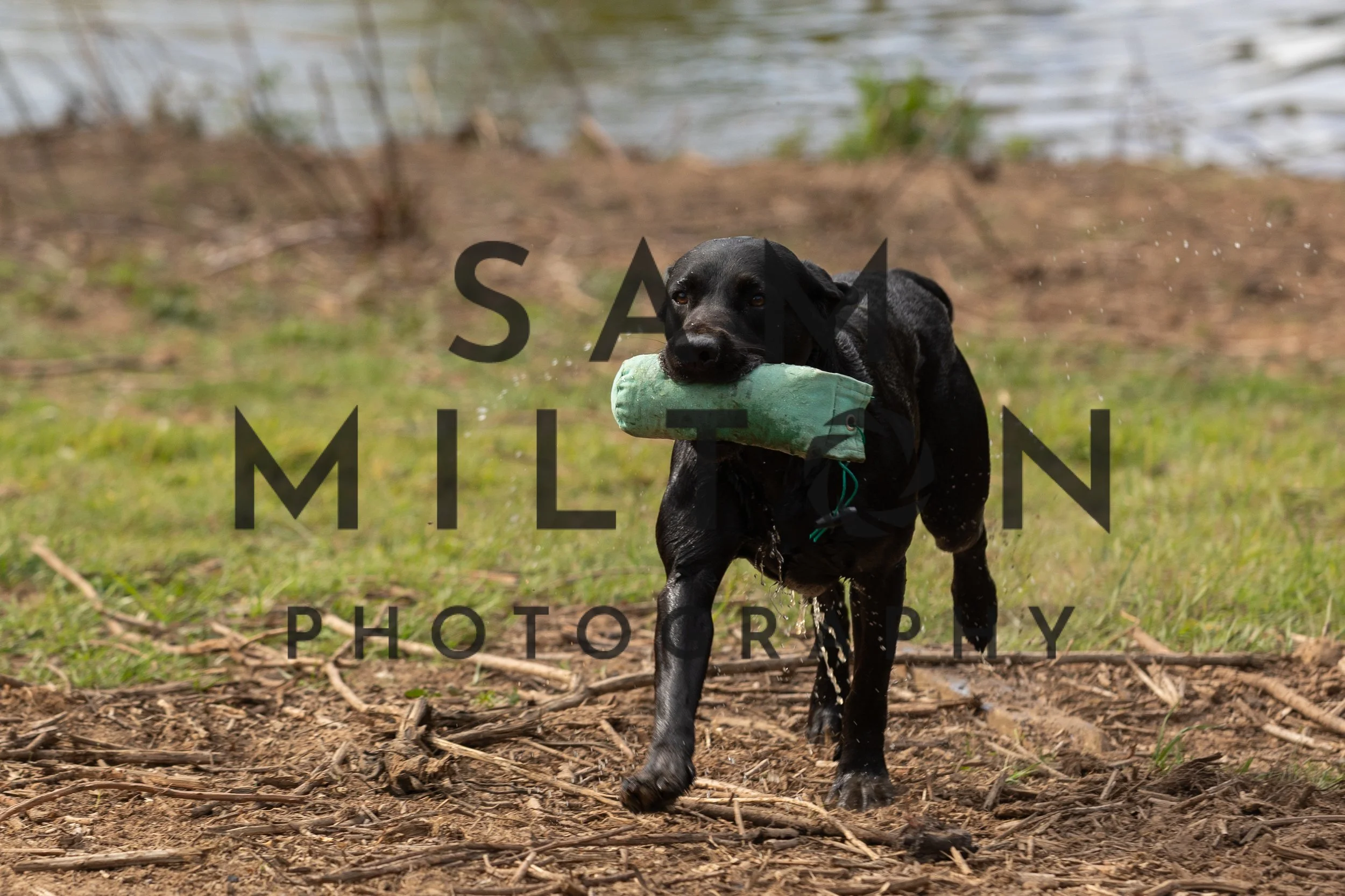 Gun Dog Challenge-106.jpg