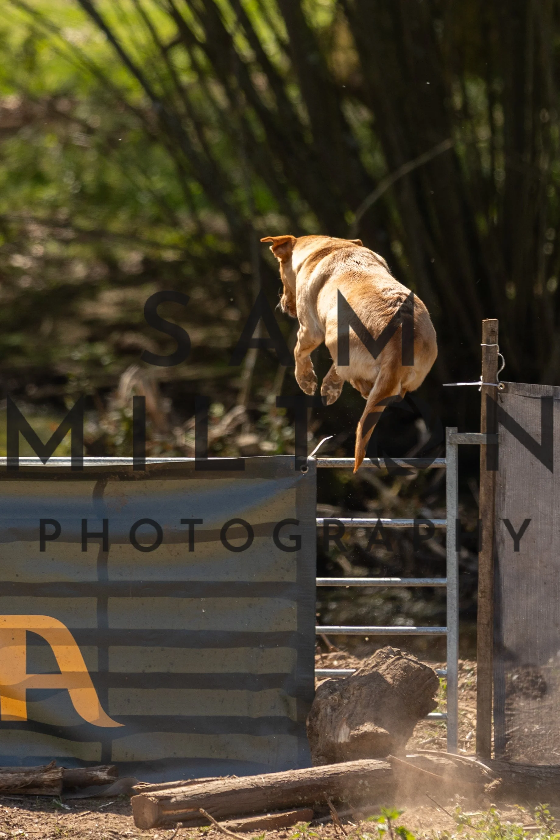 Gun Dog Challenge-341.jpg