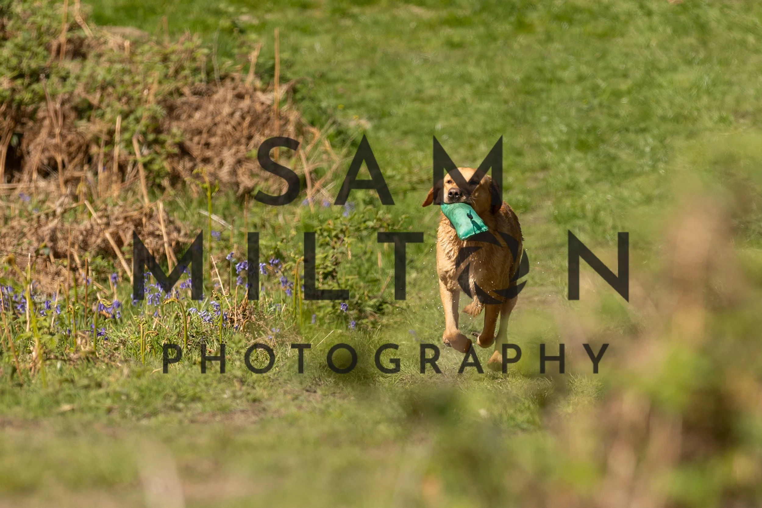 Gun Dog Challenge-250.jpg