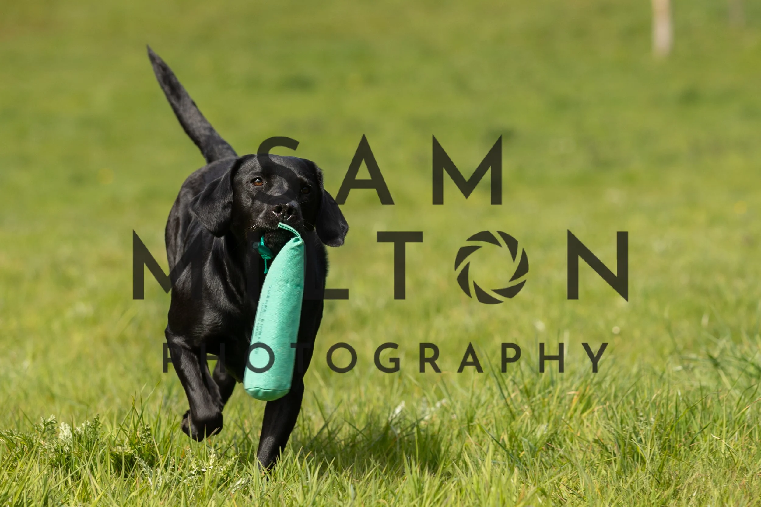 Gun Dog Challenge-193.jpg