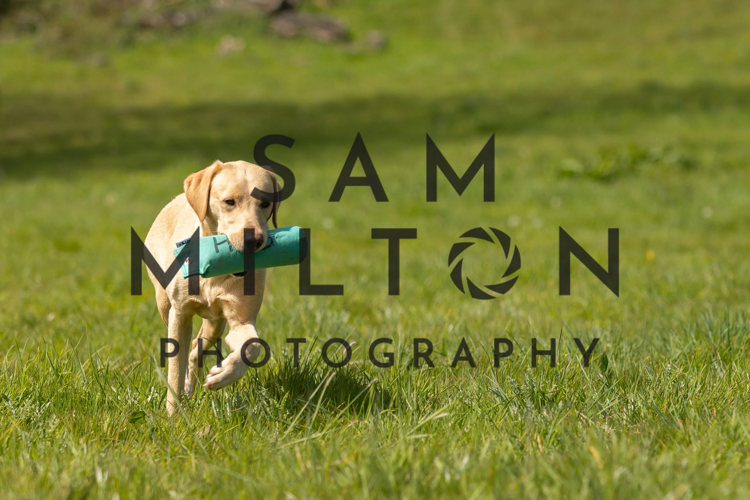 Gun Dog Challenge-214.jpg