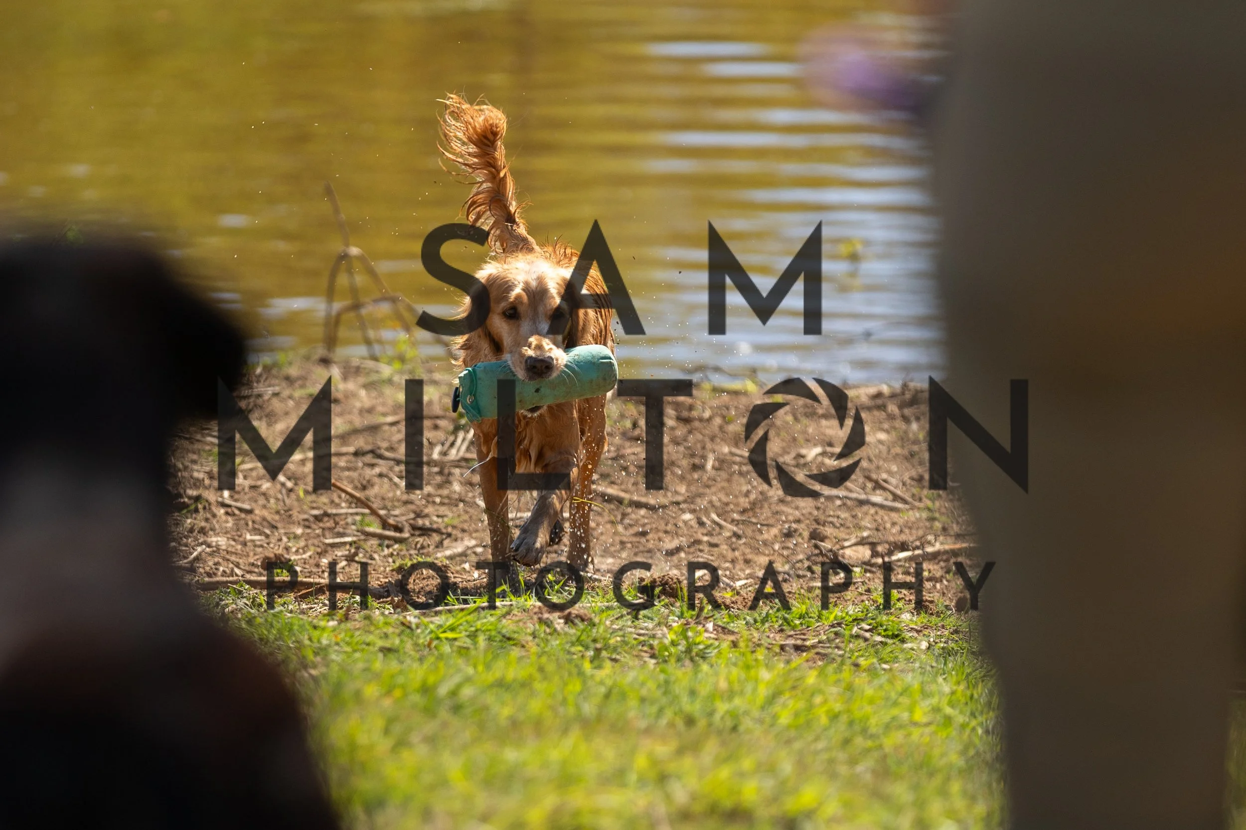 Gun Dog Challenge-386.jpg